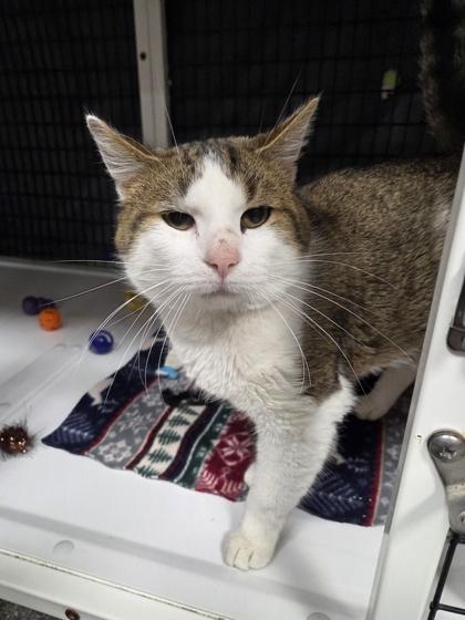 Connor, Adoptable, Young Male Domestic Short Hair & Domestic Short Hair.