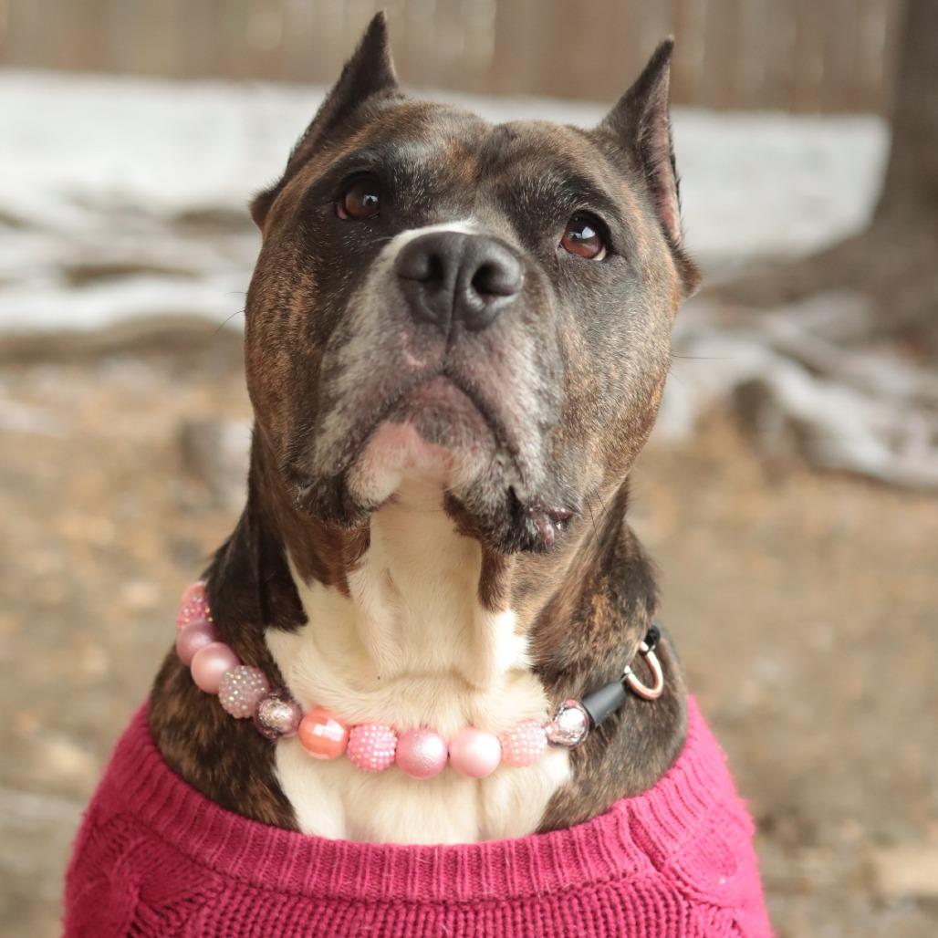 Barbie Dreamhouse, Adoptable, Adult Female Mixed Breed.