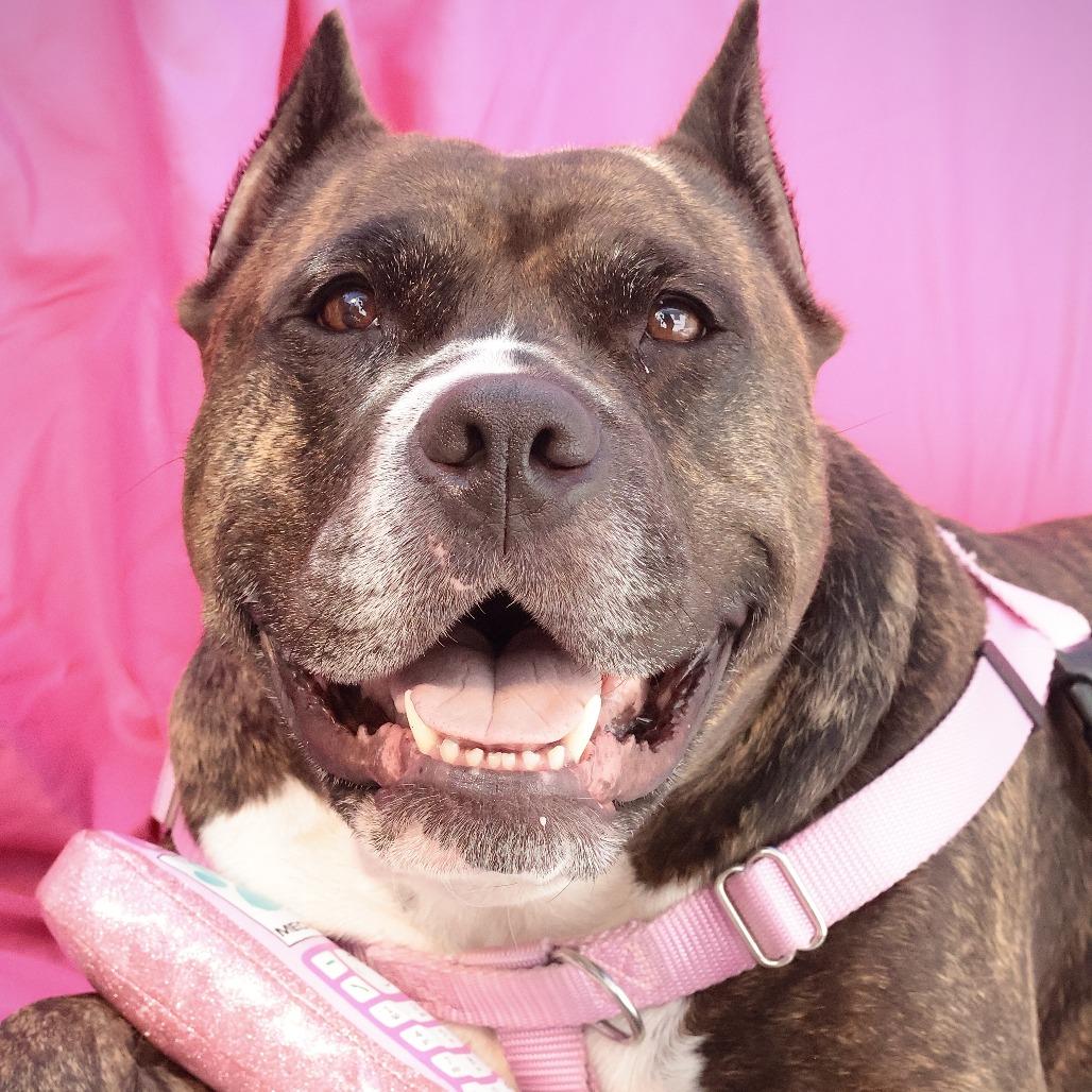 Barbie Dreamhouse, Adoptable, Adult Female Mixed Breed.