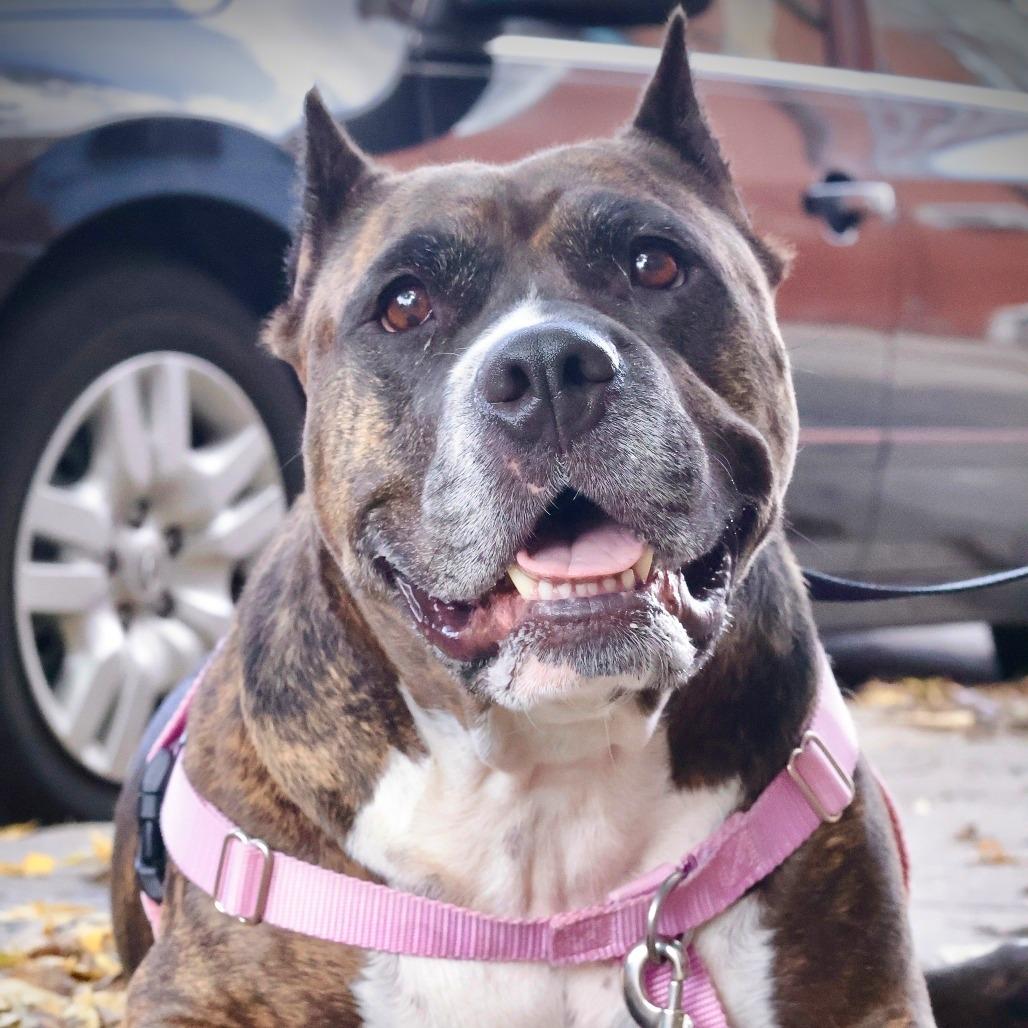 Enlarge Barbie Dreamhouse, a Adoptable Mixed Breed in Philadelphia, PA image 3/6