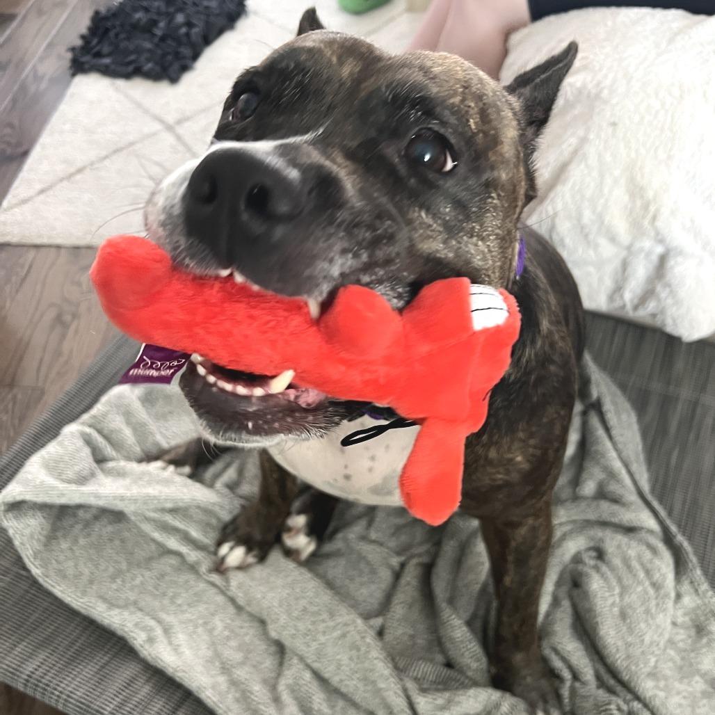 Enlarge Barbie Dreamhouse, a Adoptable Mixed Breed in Philadelphia, PA image 4/6