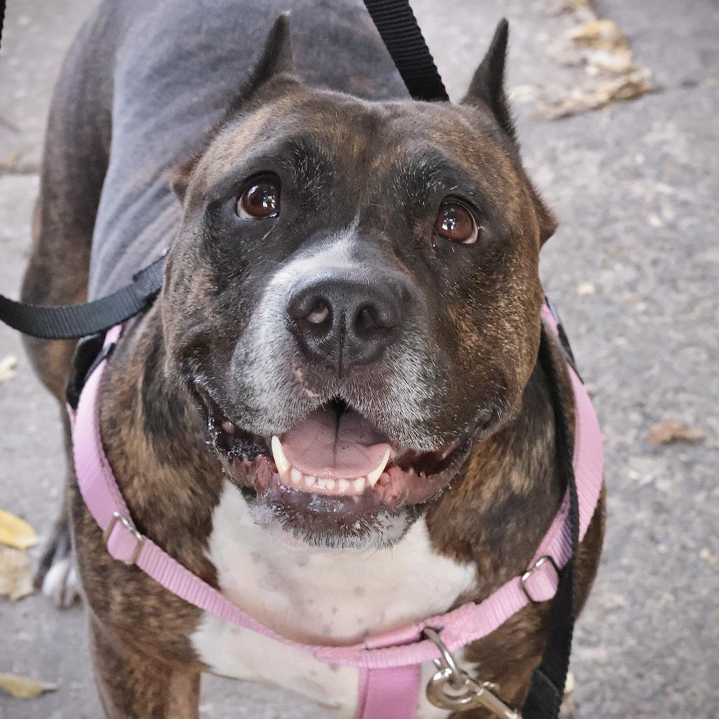 Enlarge Barbie Dreamhouse, a Adoptable Mixed Breed in Philadelphia, PA image 6/6