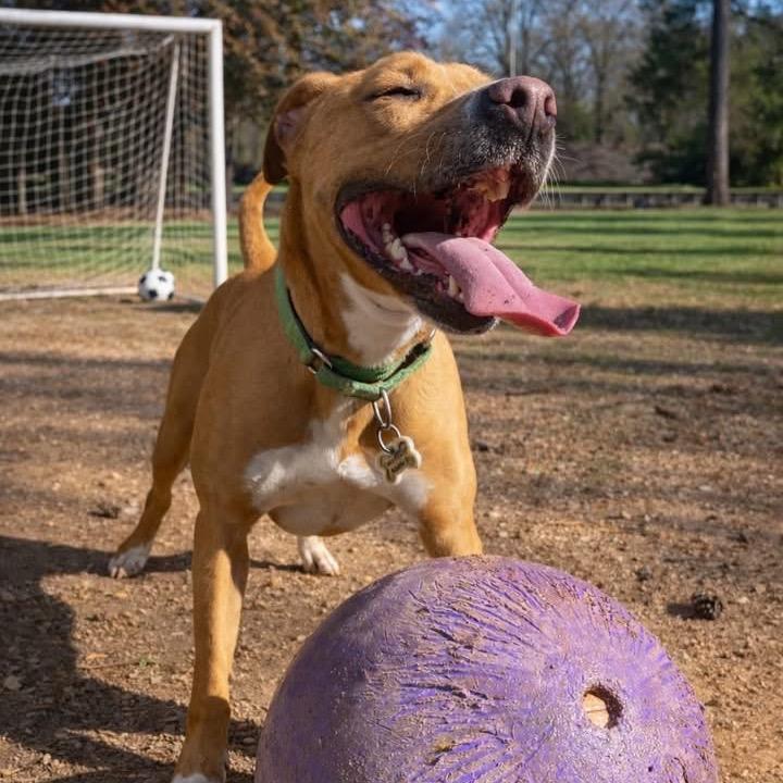 Enlarge MaryJane (Adoption Fee Sponsored!), a Adoptable Mixed Breed in Alabaster, AL image 6/6