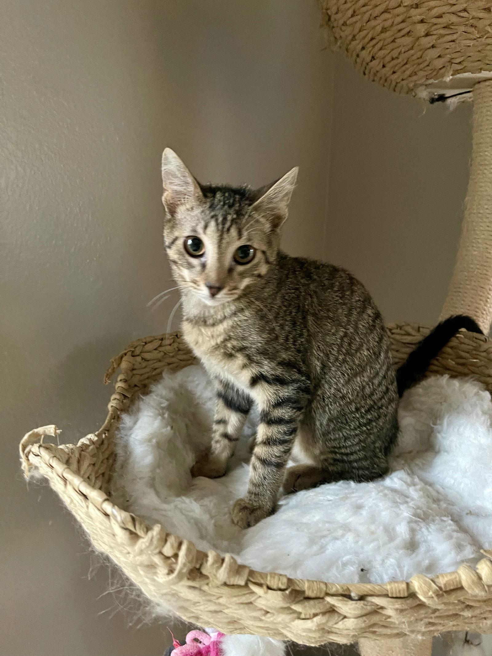 King (0910), Adoptable, Kitten Male Domestic Short Hair.