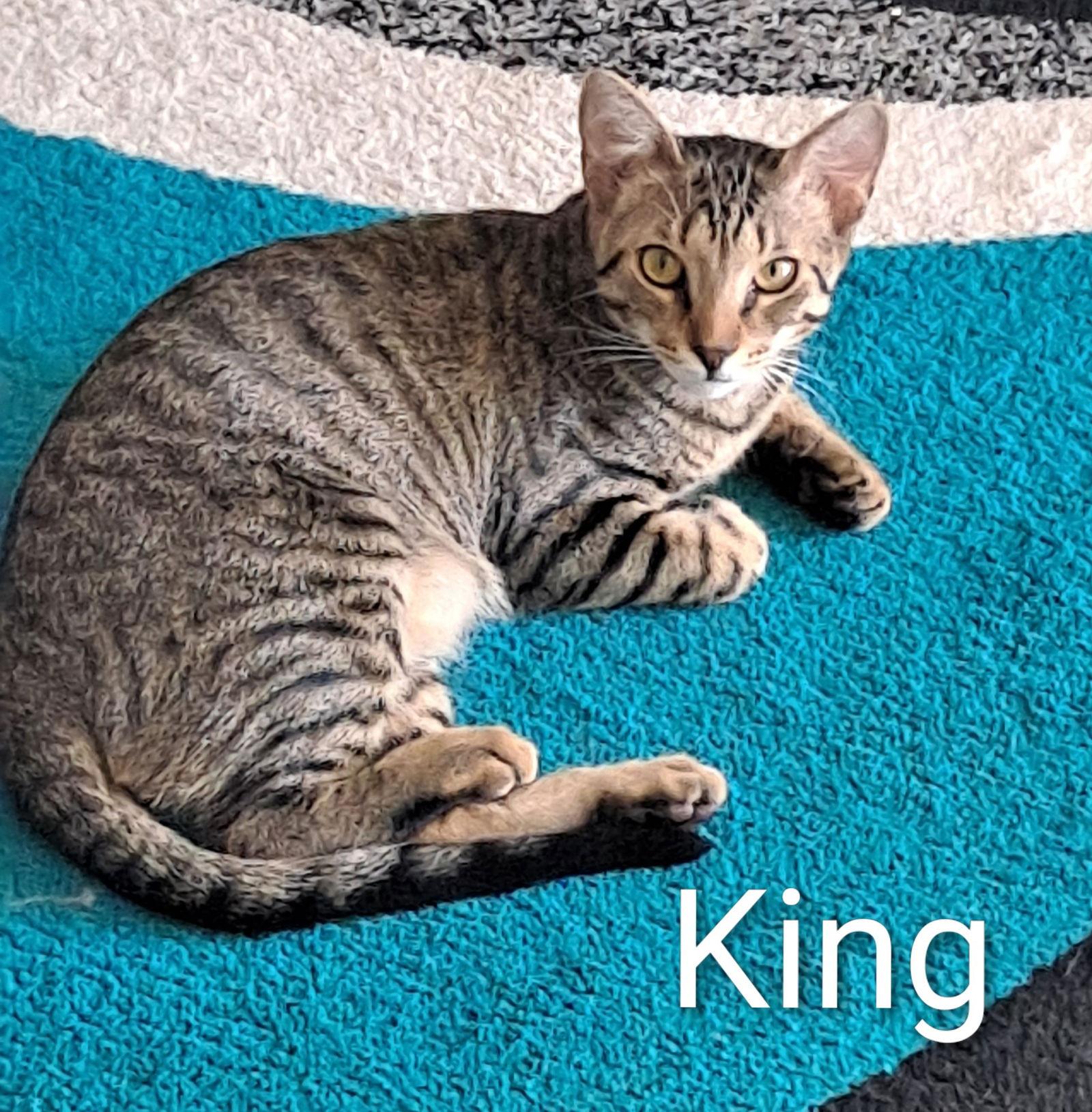 Enlarge King (0910), a Adoptable Domestic Short Hair in Wesley Chapel, FL image 2/3
