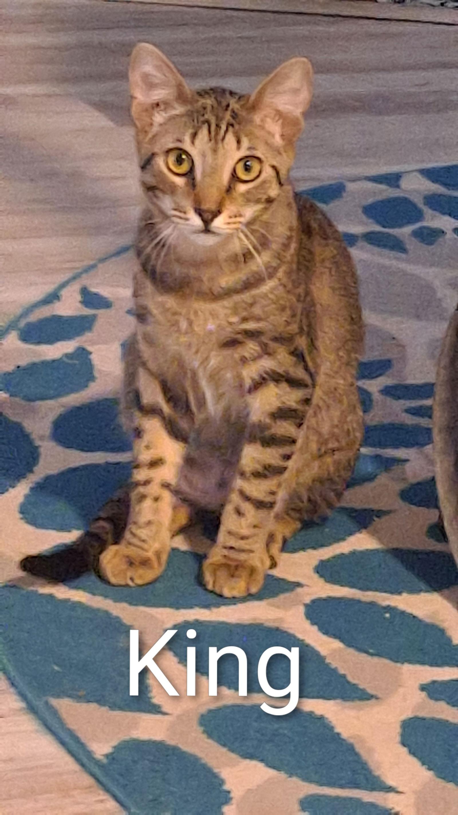 Enlarge King (0910), a Adoptable Domestic Short Hair in Wesley Chapel, FL image 2/2