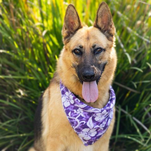 ISABELLA, Adoptable, Adult Female German Shepherd Dog.