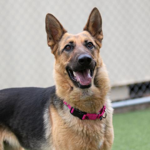 ISABELLA, Adoptable, Adult Female German Shepherd Dog.