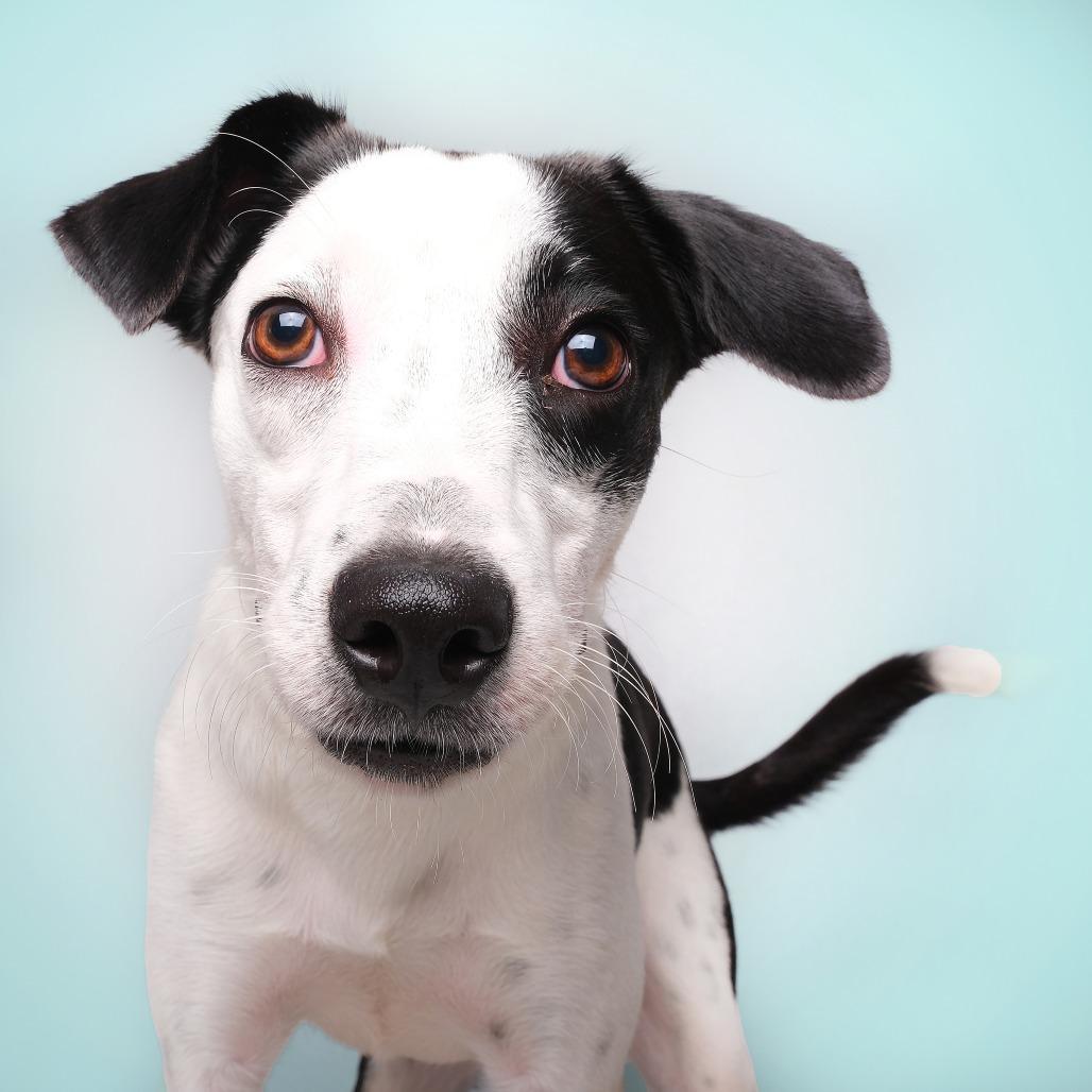 Valentin, Adoptable, Young Male Mixed Breed.