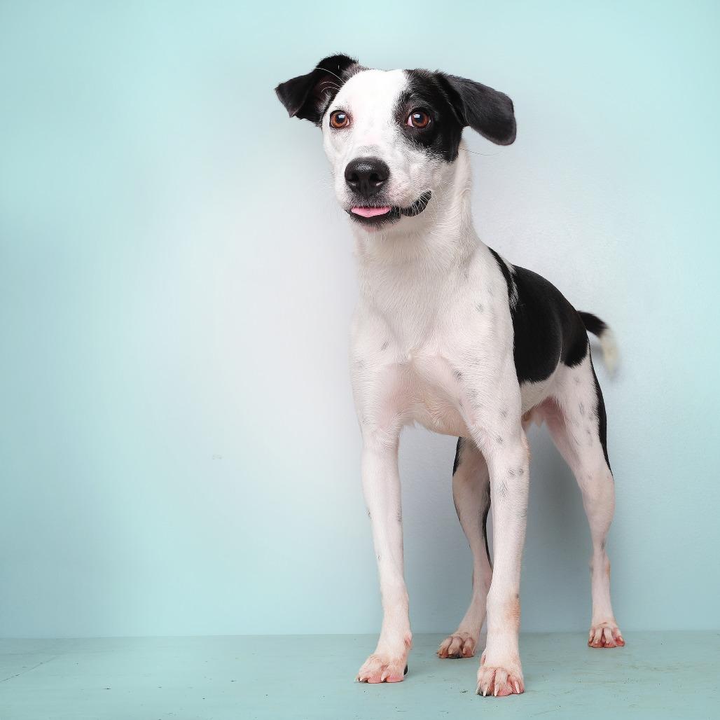 Enlarge Valentin, a Adoptable Mixed Breed in Guaynabo, PR image 2/4