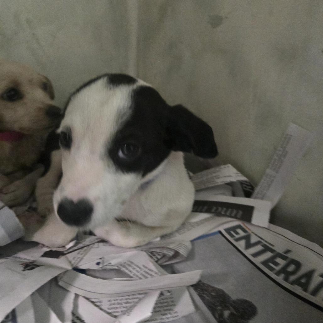 Enlarge Valentin, a Adoptable Mixed Breed in Guaynabo, PR image 3/4