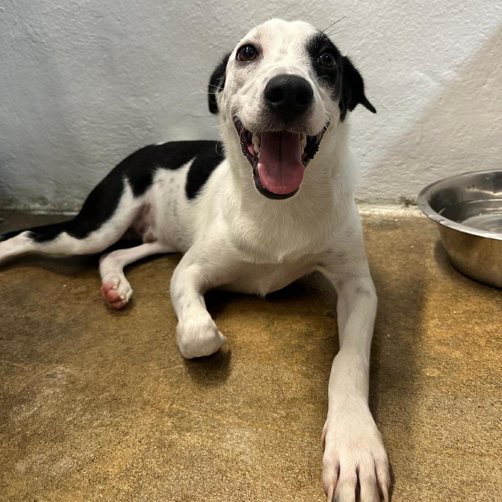 Enlarge Valentin, a Adoptable Mixed Breed in Guaynabo, PR image 4/4