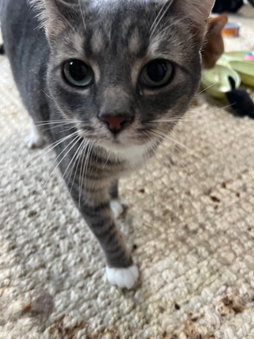 Stewart