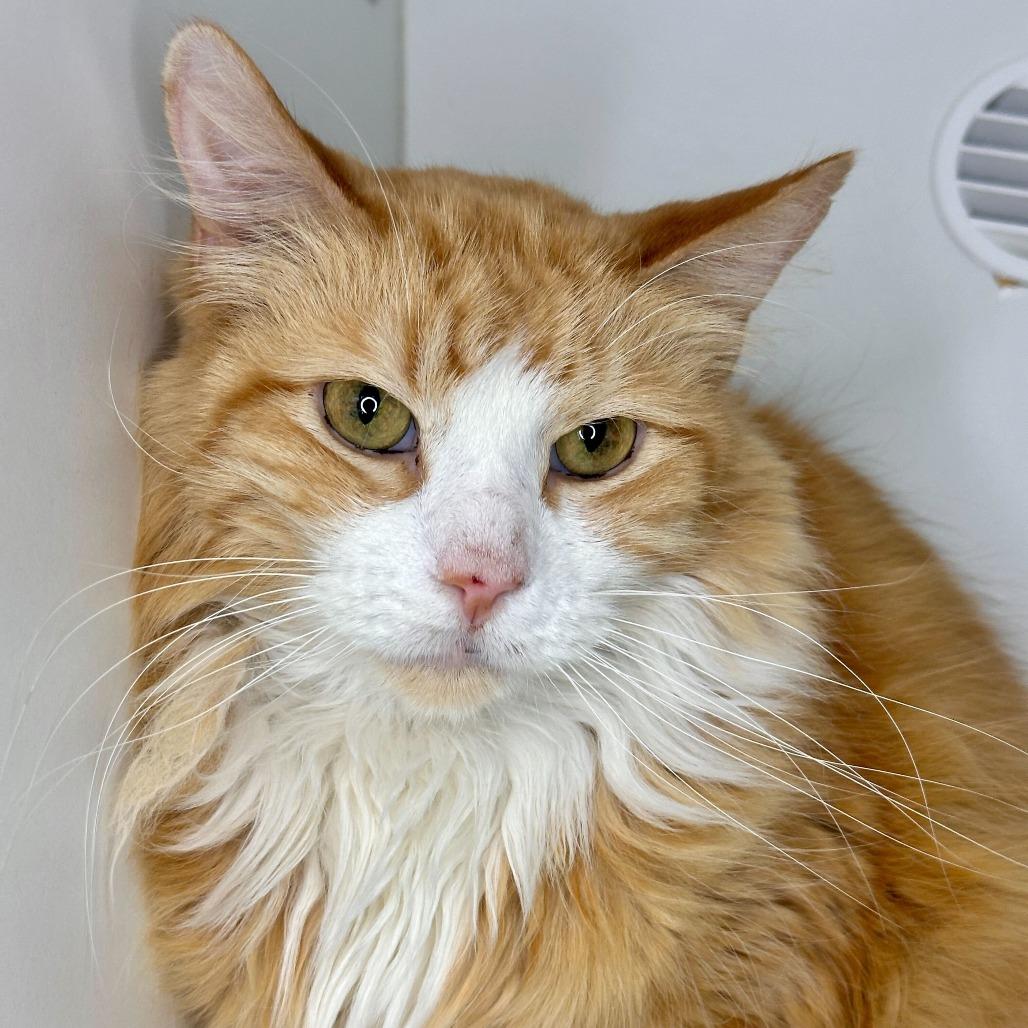 Enlarge Coco Puff, a Adoptable Domestic Medium Hair in Matteson, IL image 1/4