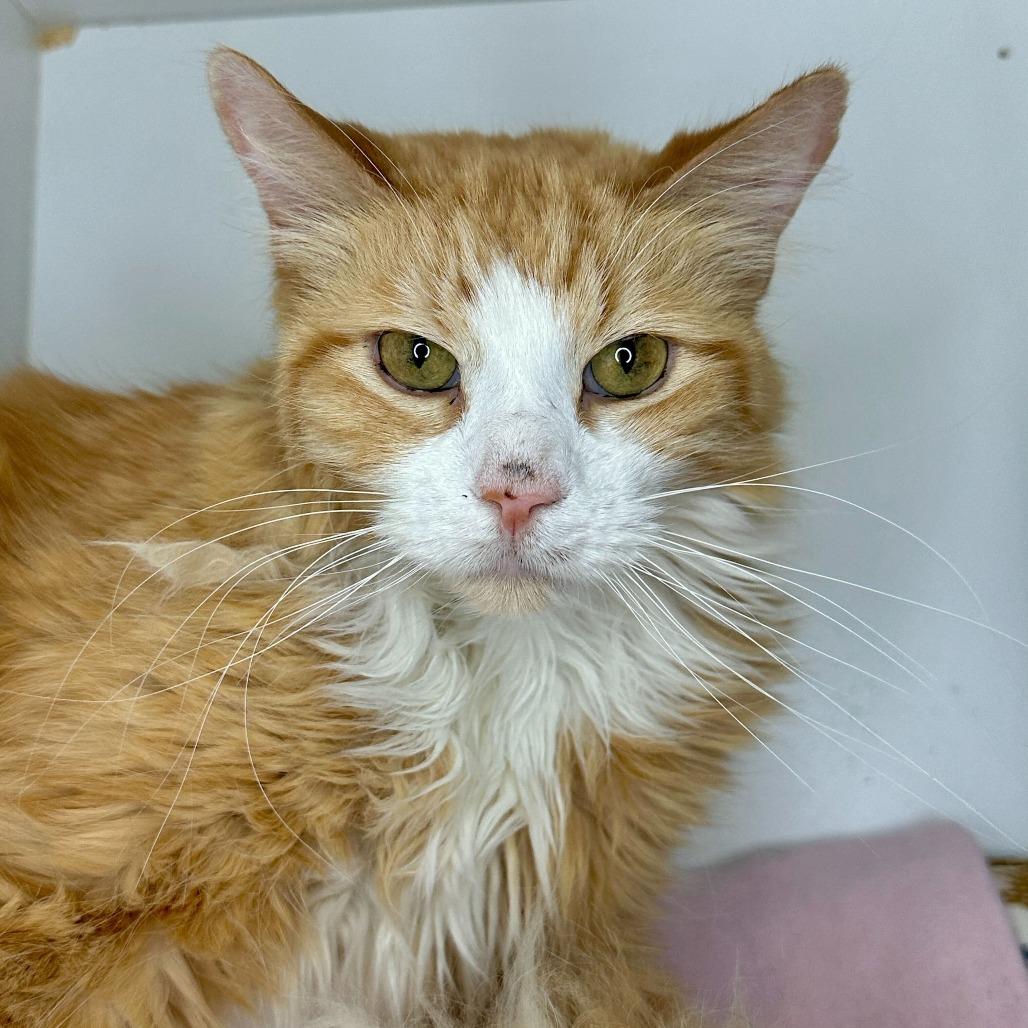 Enlarge Coco Puff, a Adoptable Domestic Medium Hair in Matteson, IL image 2/4