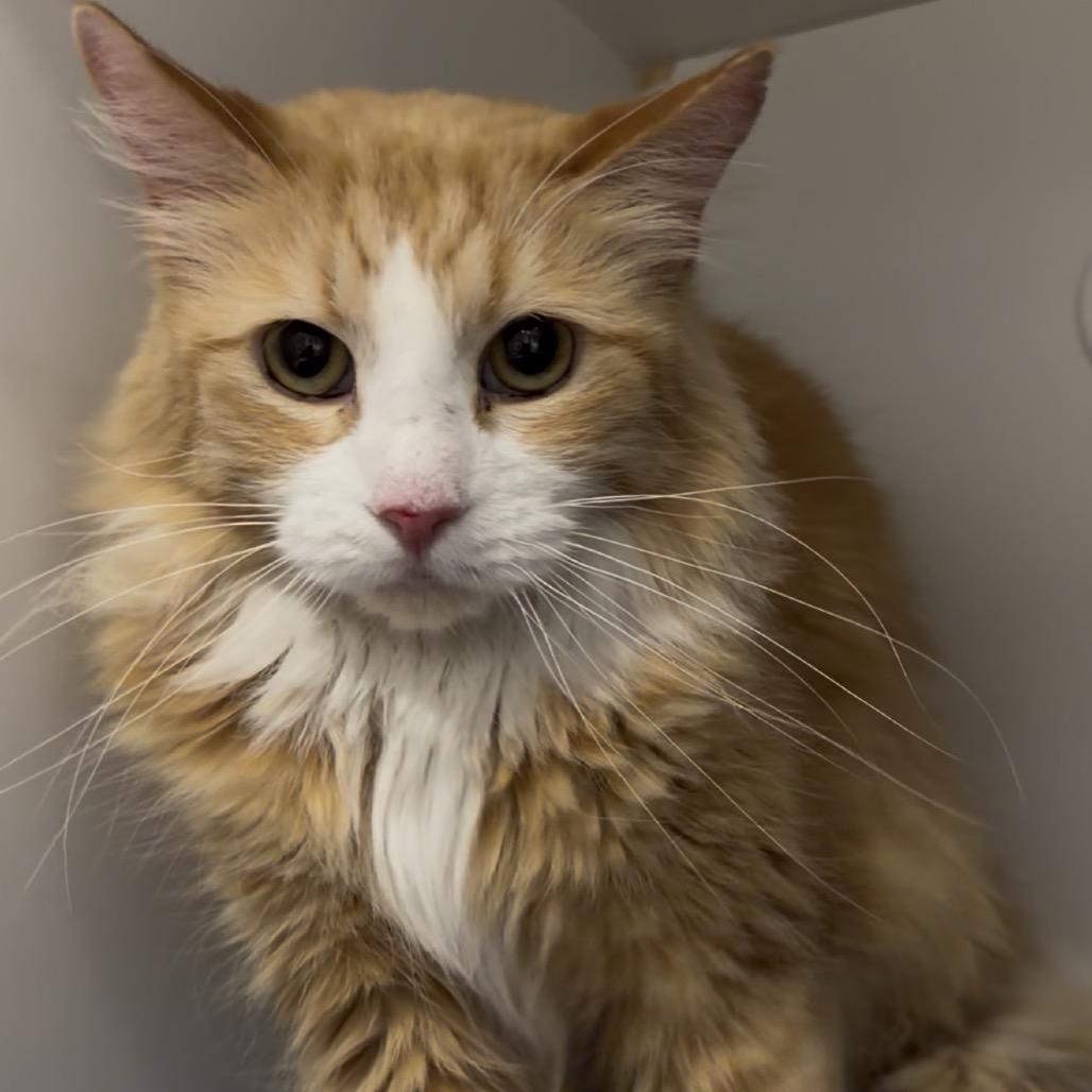 Enlarge Coco Puff, a Adoptable Domestic Medium Hair in Matteson, IL image 3/4