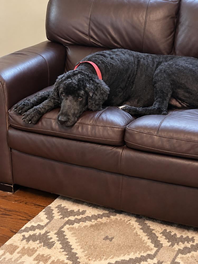 Stuart, Adoptable, Adult Male Bernese Mountain Dog & Poodle.