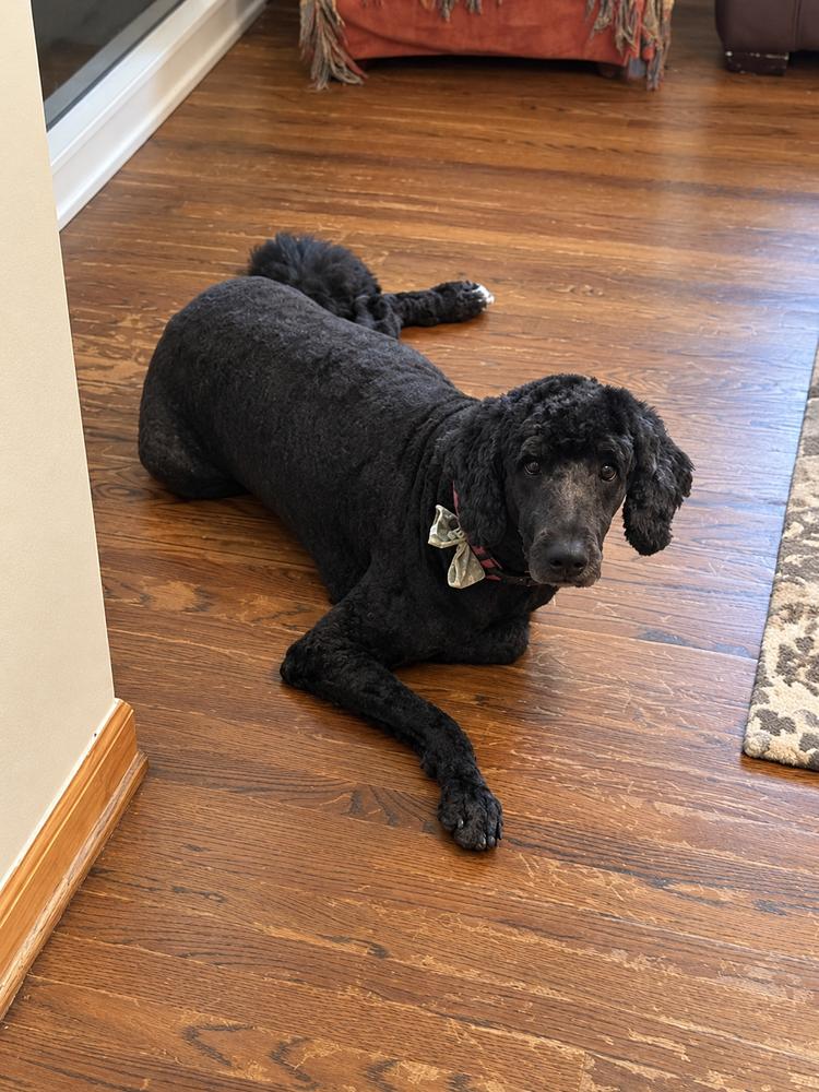 Enlarge Stuart, a Adoptable mixed breed in Oakland, MI image 2/3