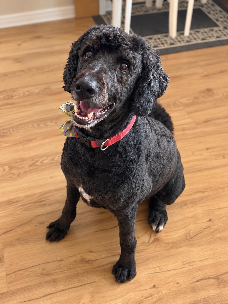 Enlarge Stuart, a Adoptable mixed breed in Oakland, MI image 3/3