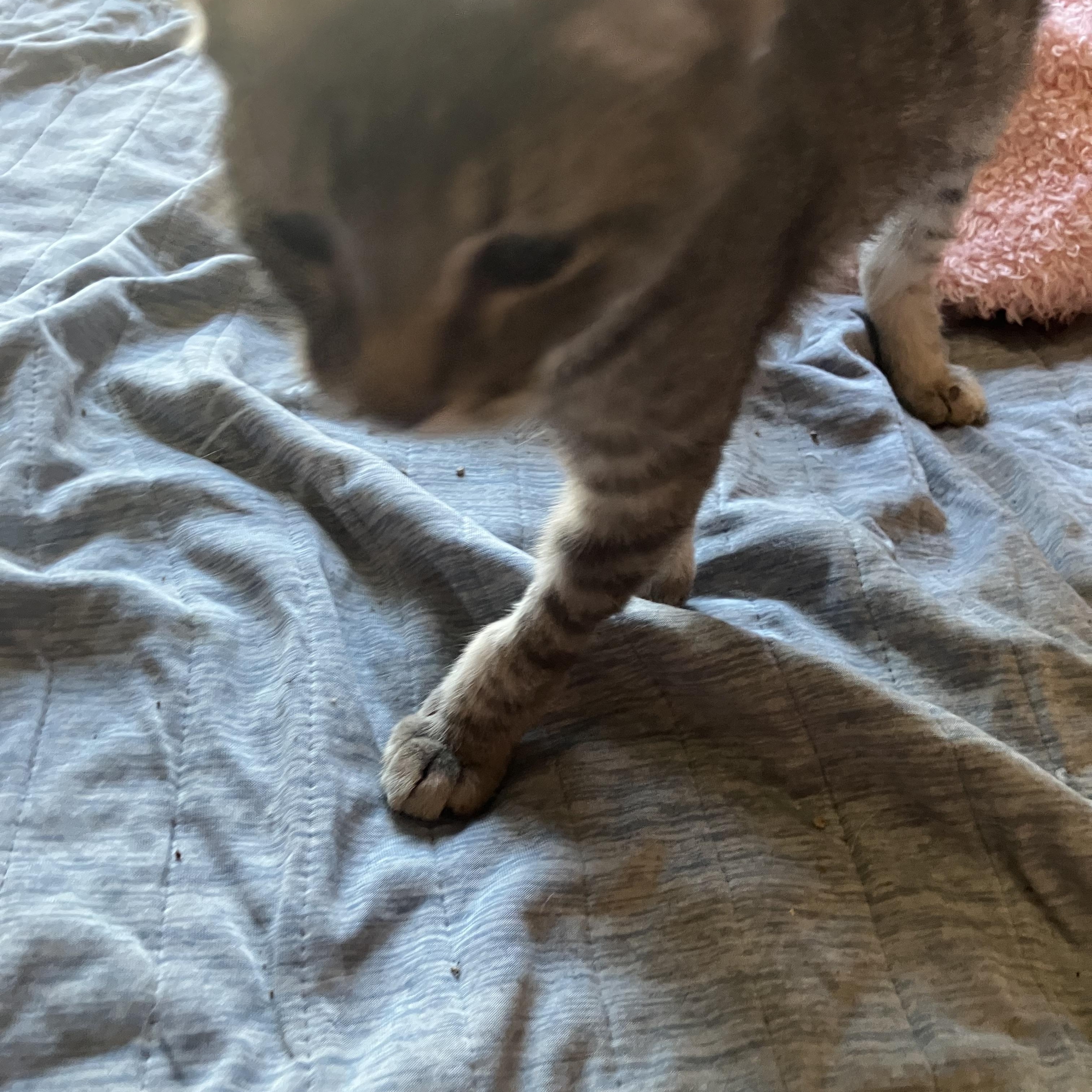 Kit, adopted, Kitten Male Tabby & American Shorthair.