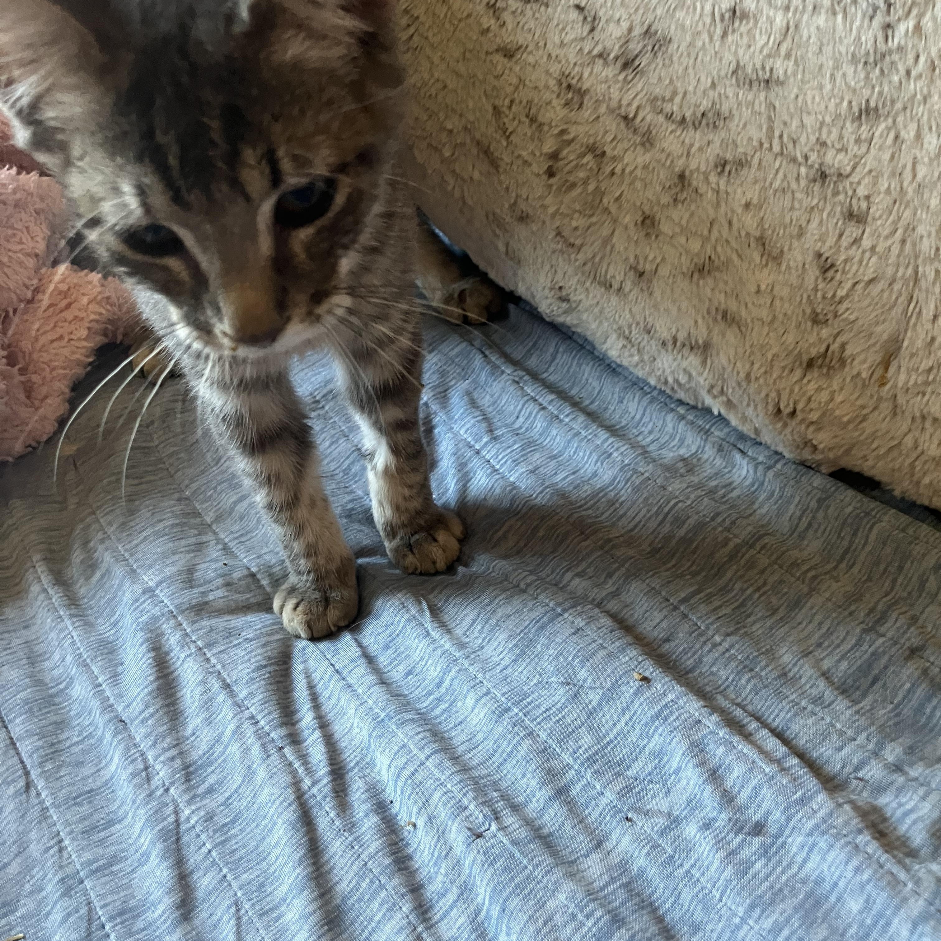 Kit, an adopted mixed breed in El Mirage, AZ image 2/4