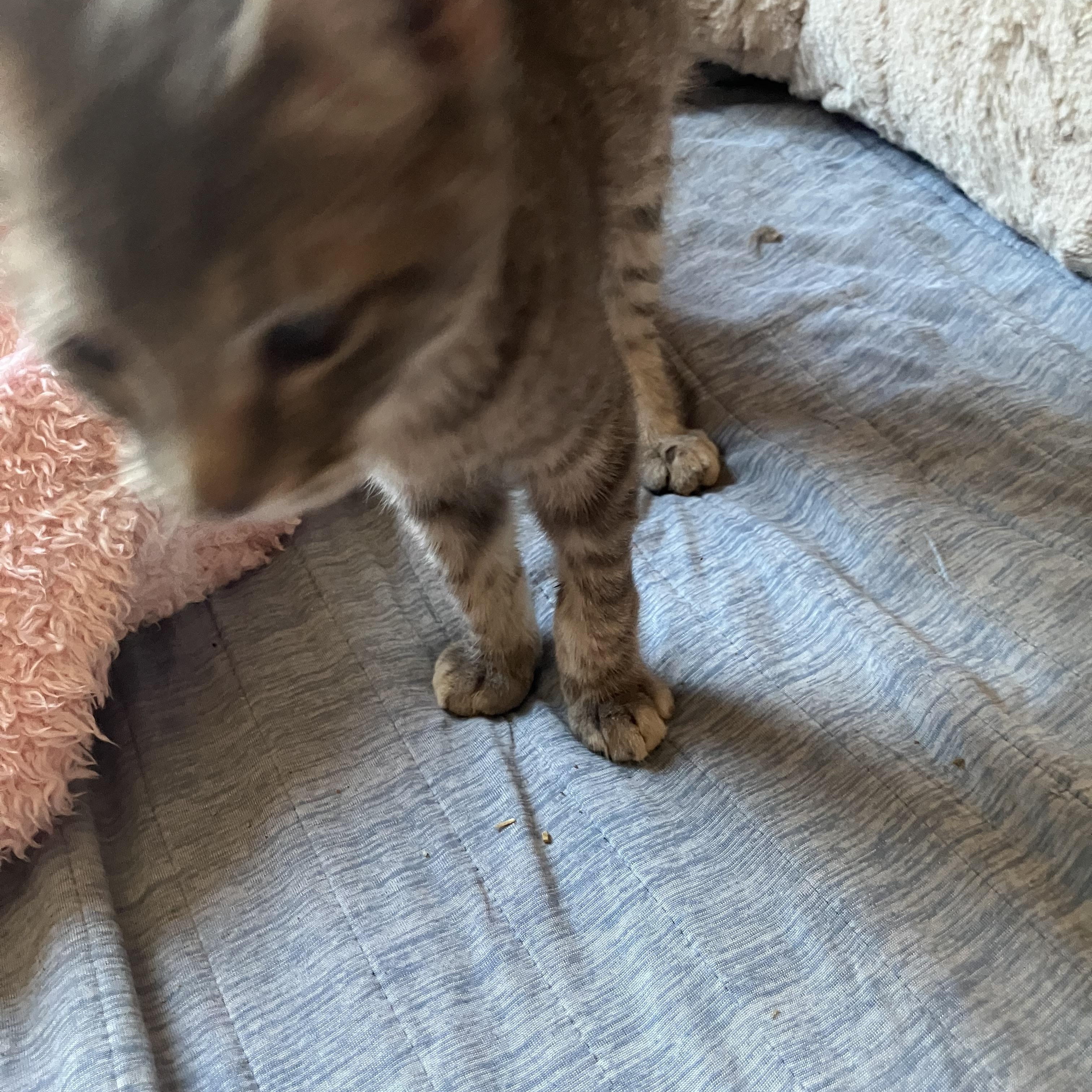 Kit, an adopted mixed breed in El Mirage, AZ image 4/4