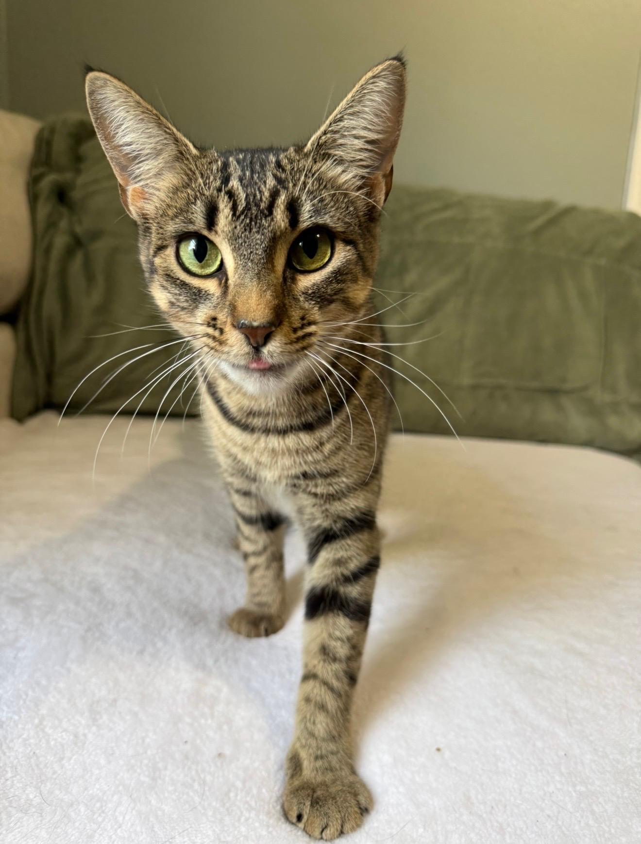 EDEN, ADOPTABLE, Kitten Female American Shorthair.