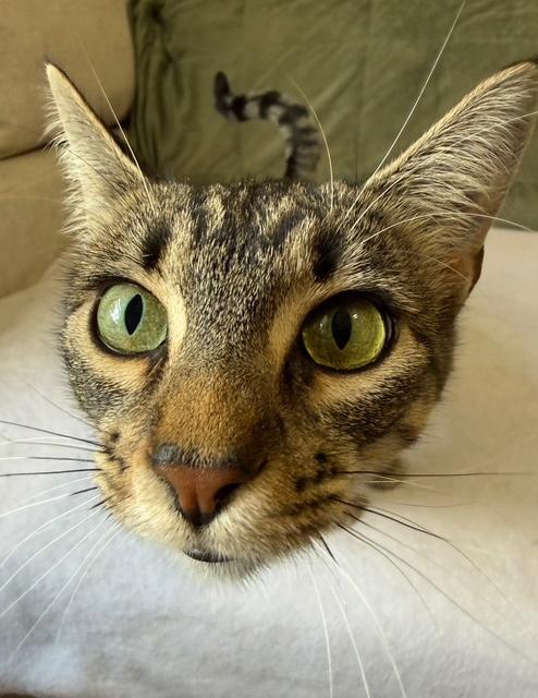 Enlarge EDEN, a ADOPTABLE mixed breed in Harahan, LA image 3/4