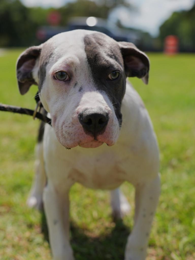 Daisy, Adoptable, Puppy Female Terrier.