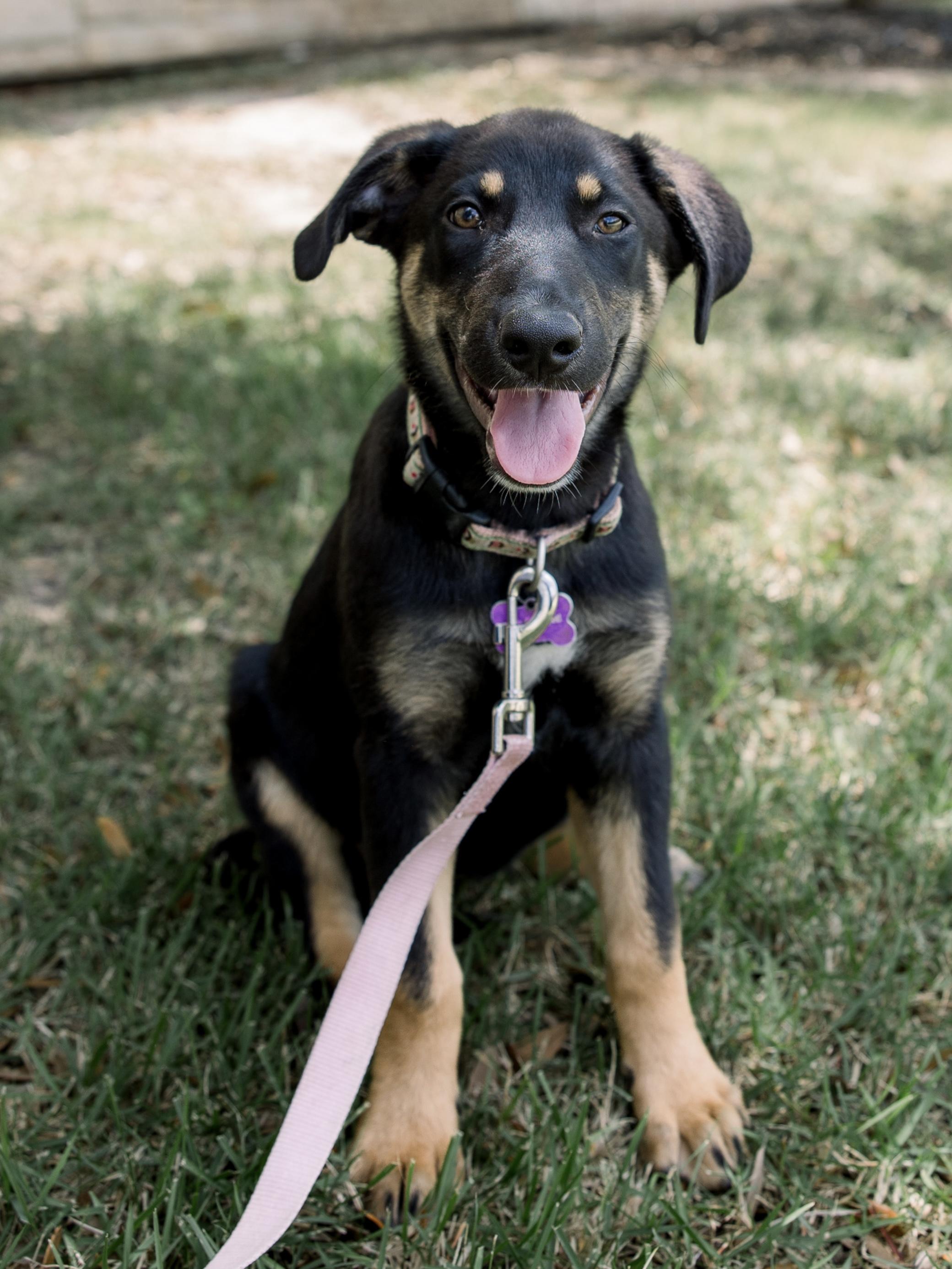 Enlarge Francesca, a Adoptable mixed breed in Bryan, TX image 2/5
