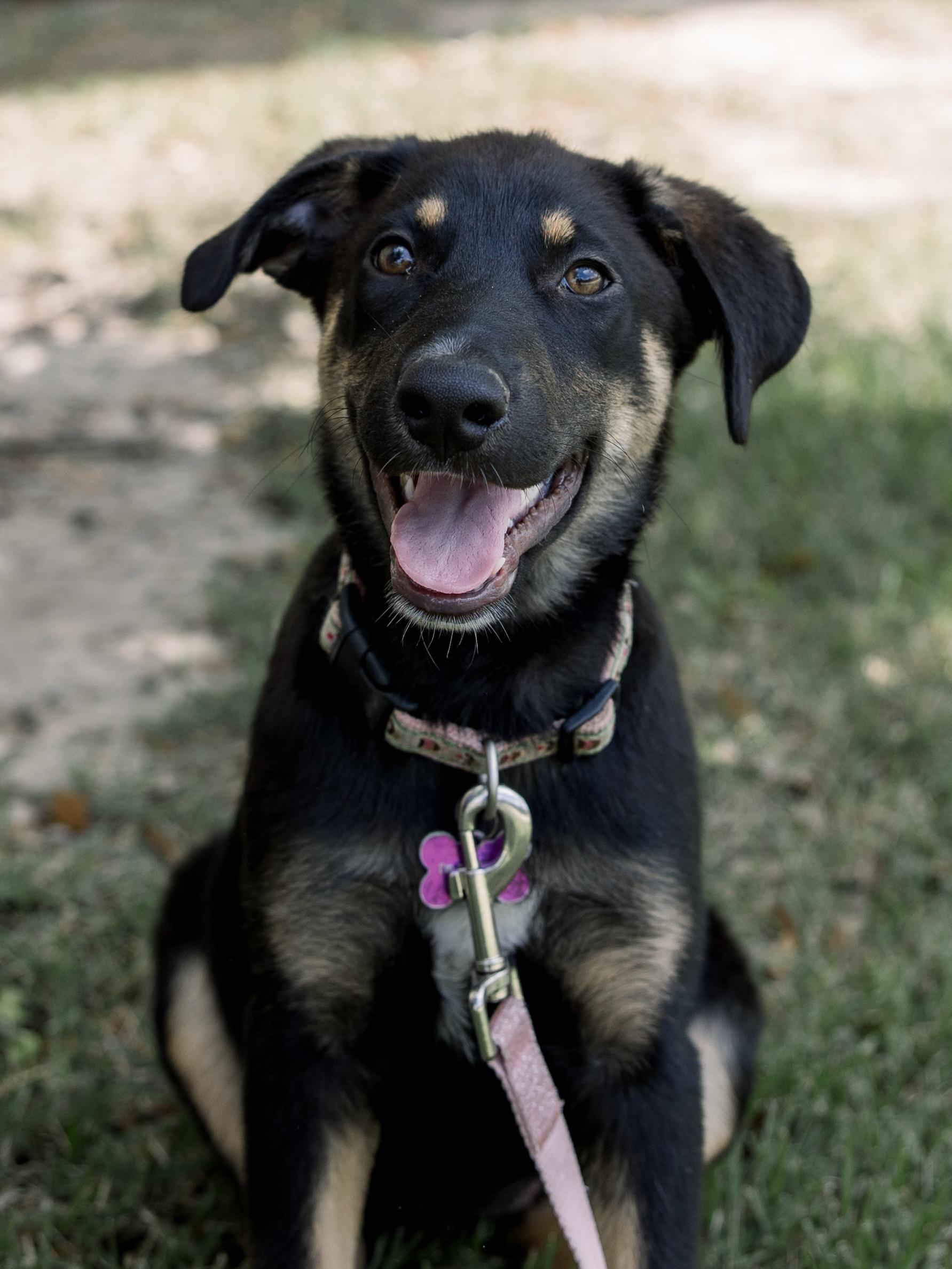 Francesca, Adoptable, Puppy Female German Shepherd Dog & Australian Shepherd.
