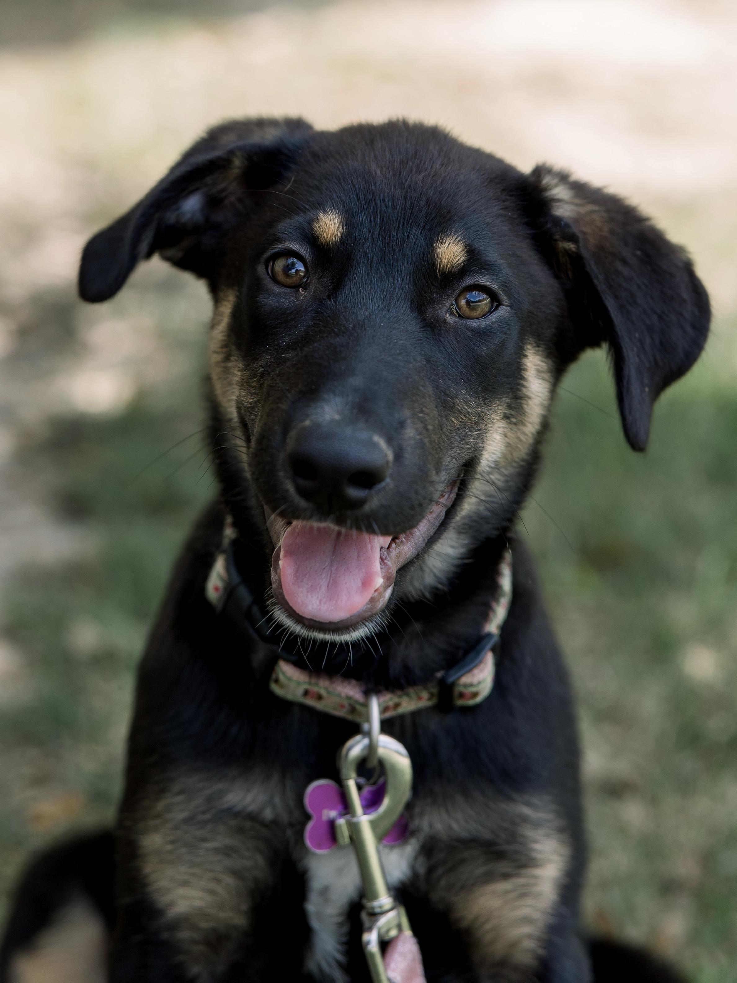 Enlarge Francesca, a Adoptable mixed breed in Bryan, TX image 3/5