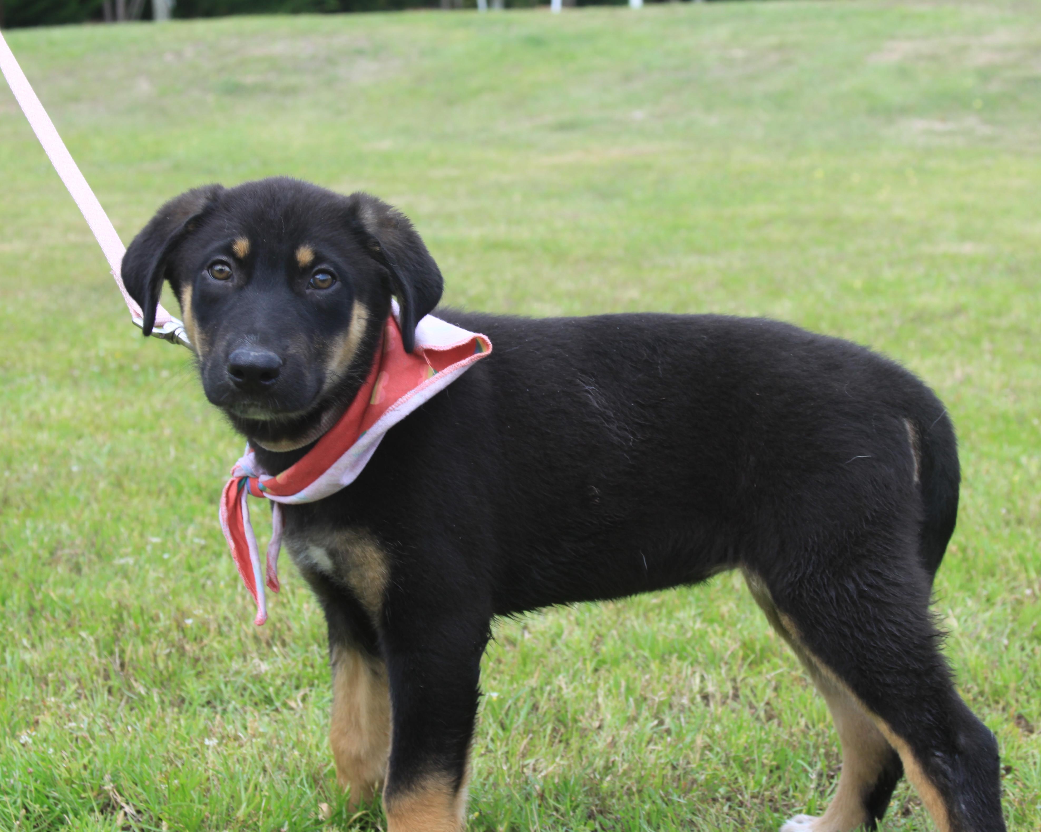 Francesca, Adoptable, Puppy Female German Shepherd Dog & Australian Shepherd.