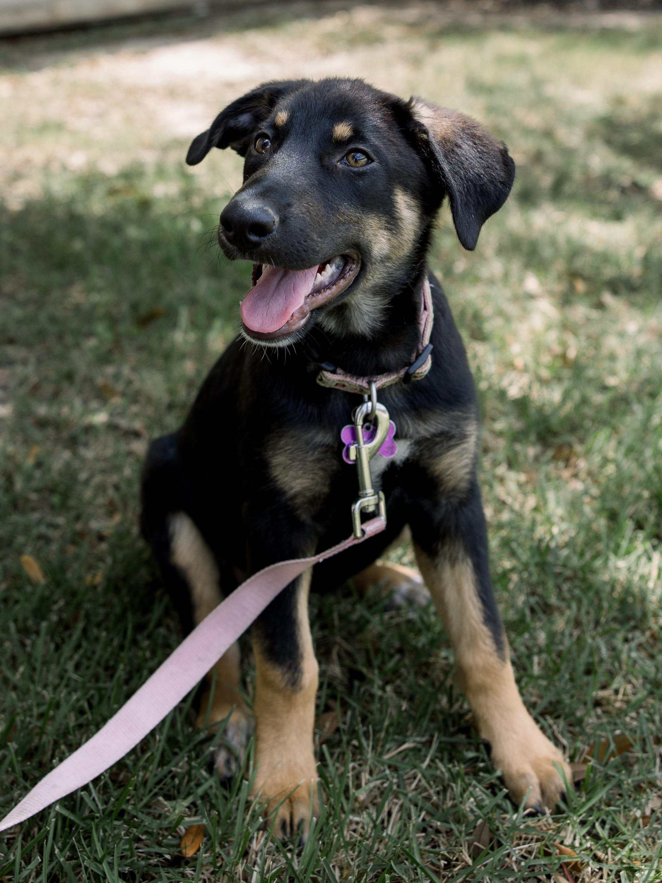 Enlarge Francesca, a Adoptable mixed breed in Bryan, TX image 4/5