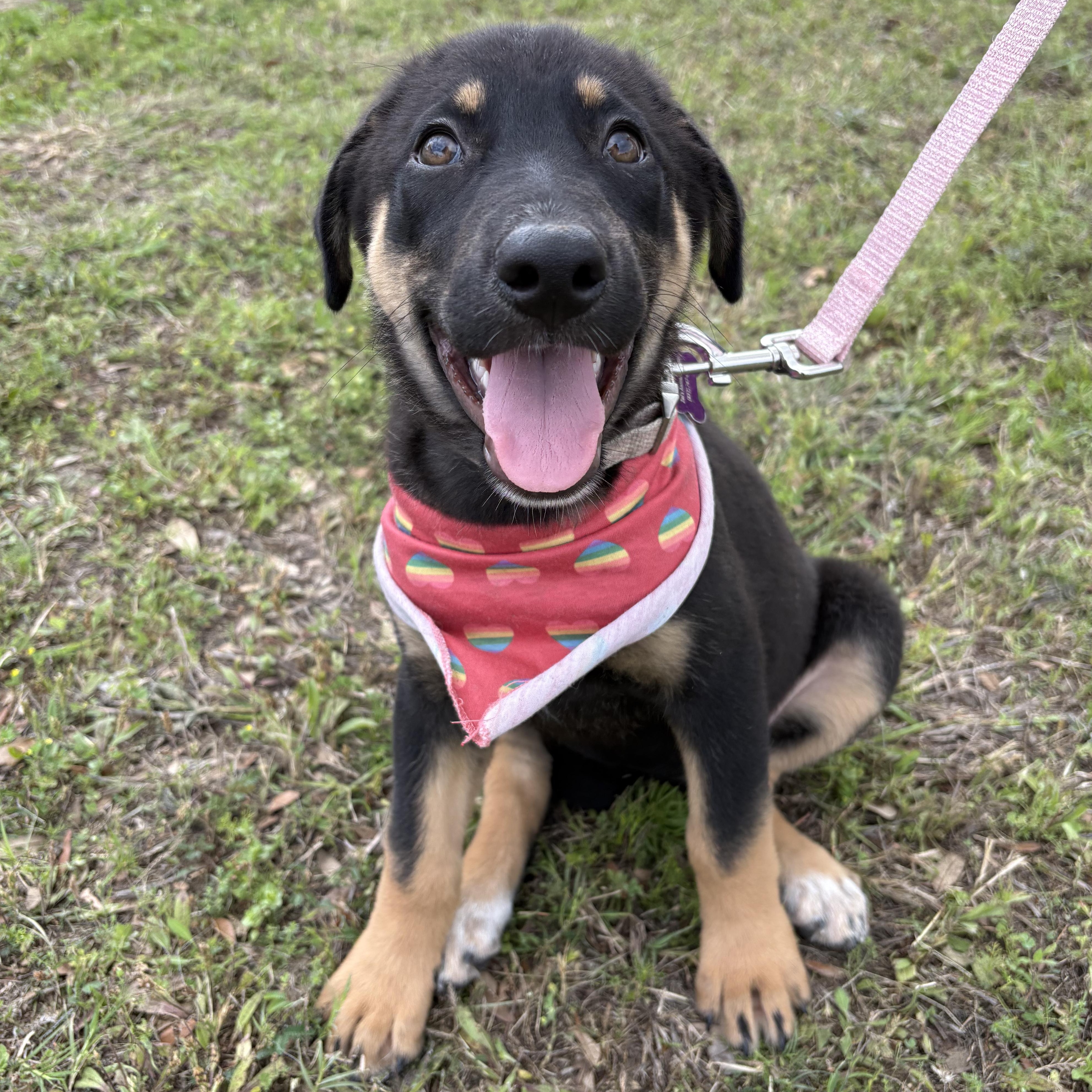 Enlarge Francesca, a Adoptable mixed breed in Bryan, TX image 5/5