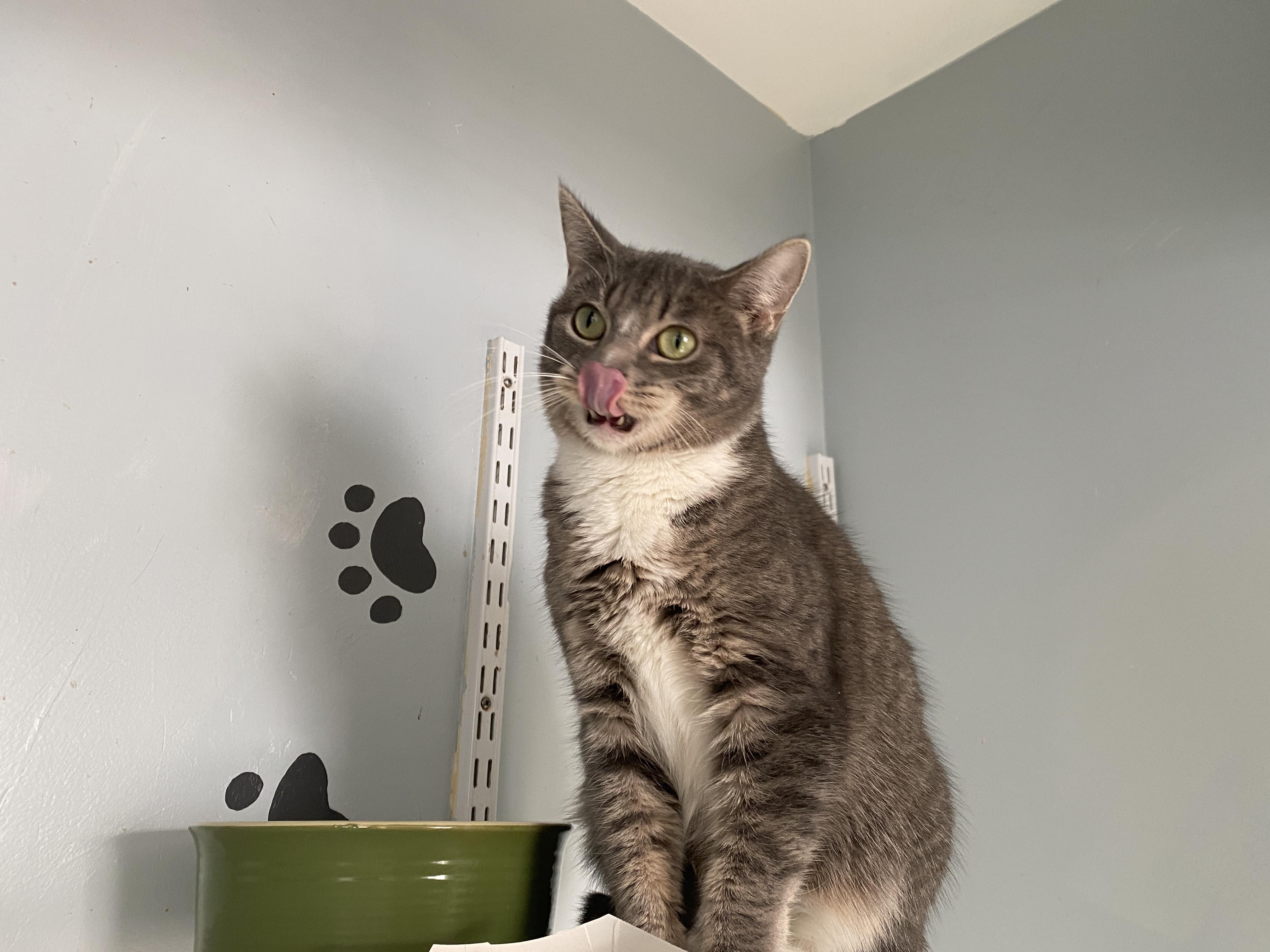 Enlarge Miss Nanny, a Adoptable Domestic Short Hair in Salisbury, MA image 2/6