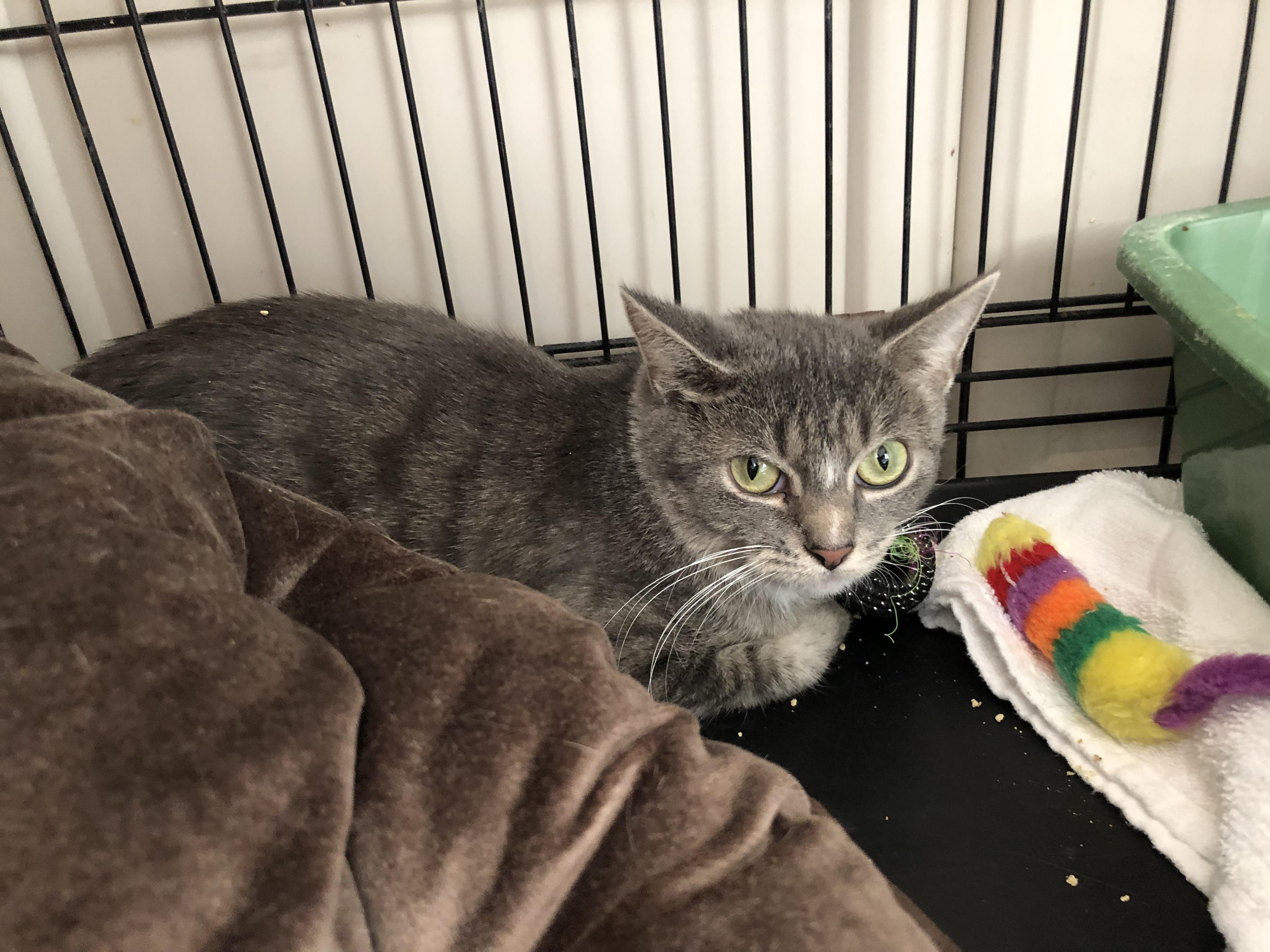 Miss Nanny, Adoptable, Adult Female Domestic Short Hair.