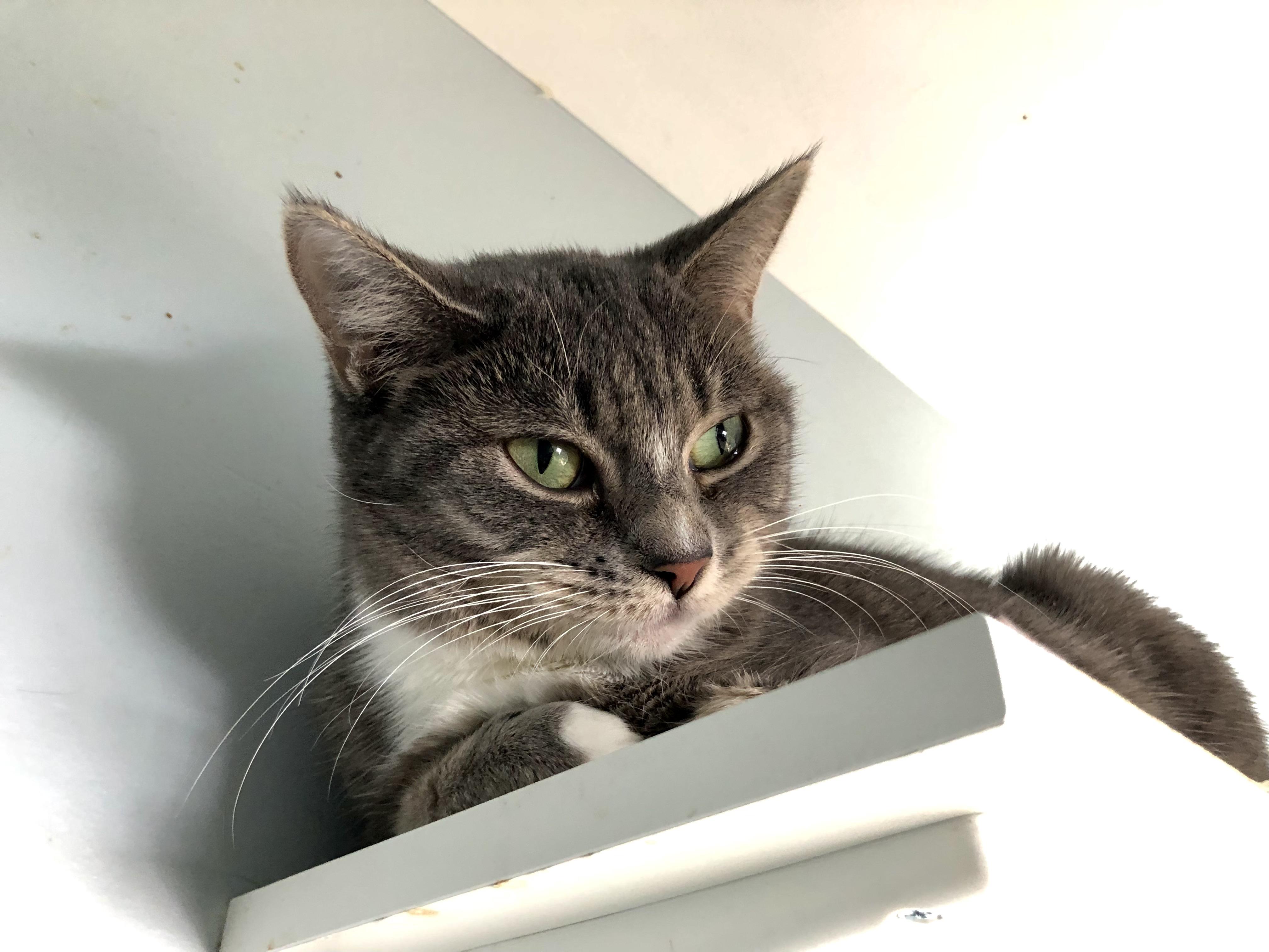 Enlarge Miss Nanny, a Adoptable Domestic Short Hair in Salisbury, MA image 3/6