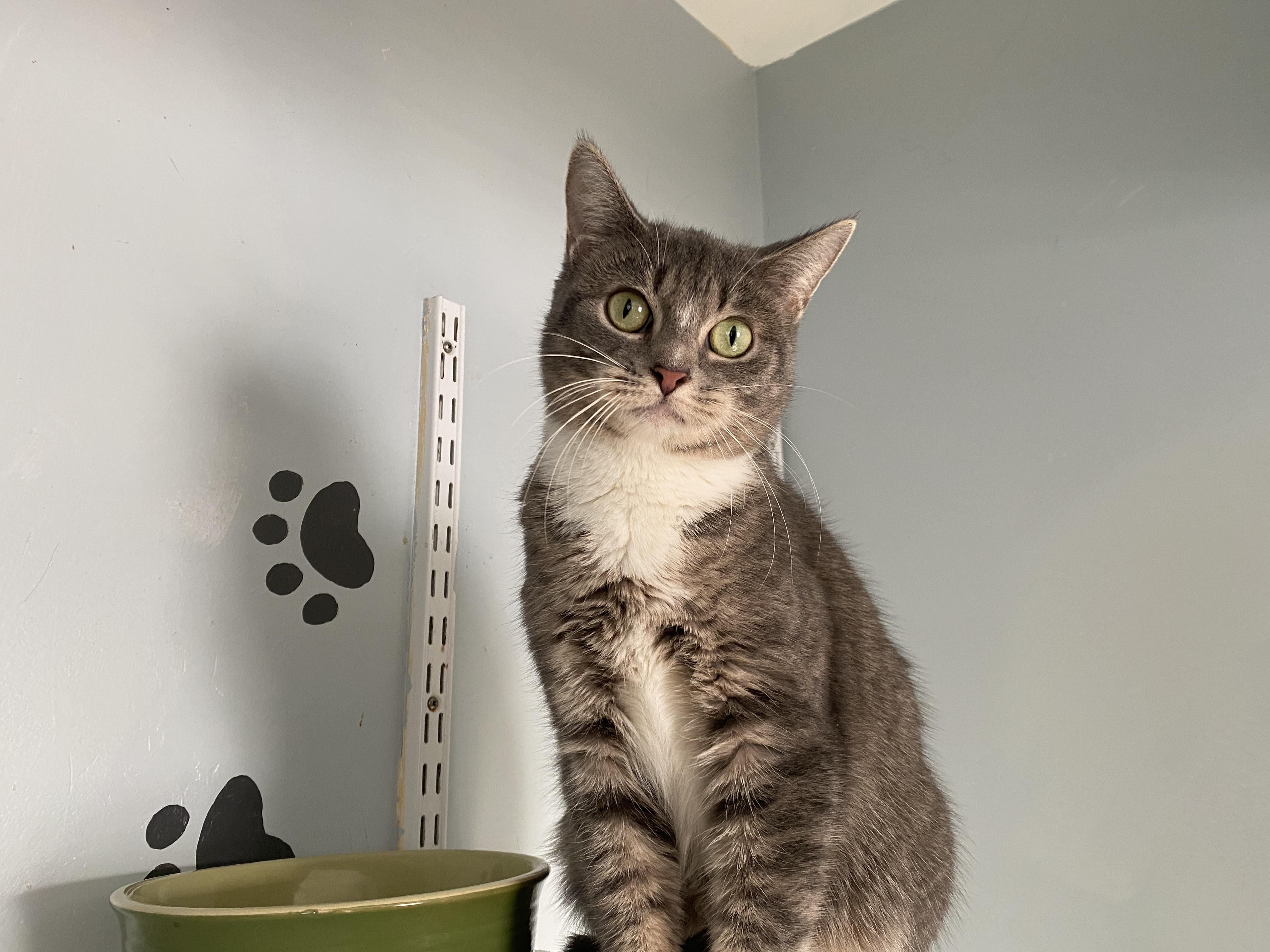 Enlarge Miss Nanny, a Adoptable Domestic Short Hair in Salisbury, MA image 4/6