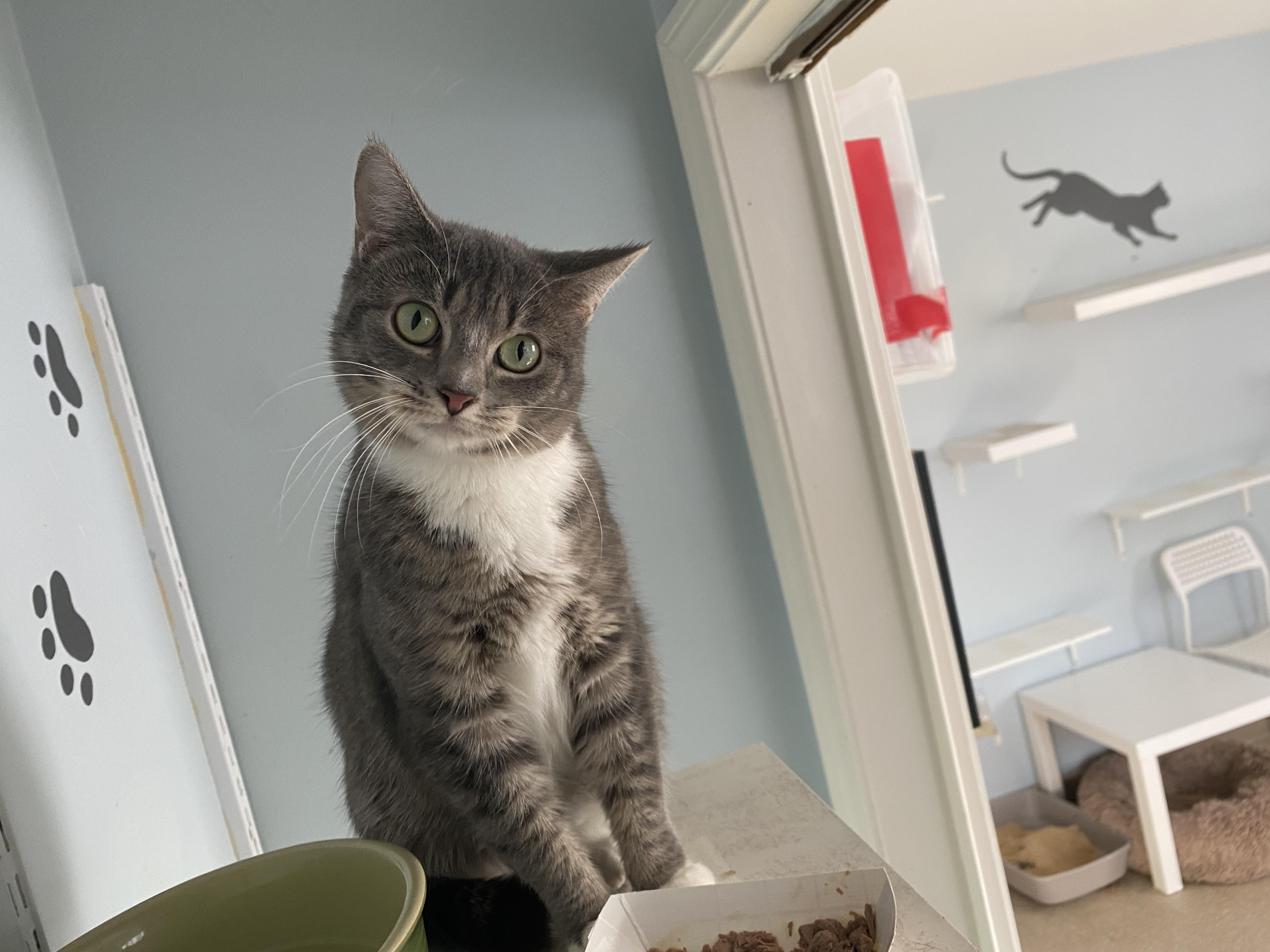 Enlarge Miss Nanny, a Adoptable Domestic Short Hair in Salisbury, MA image 6/6