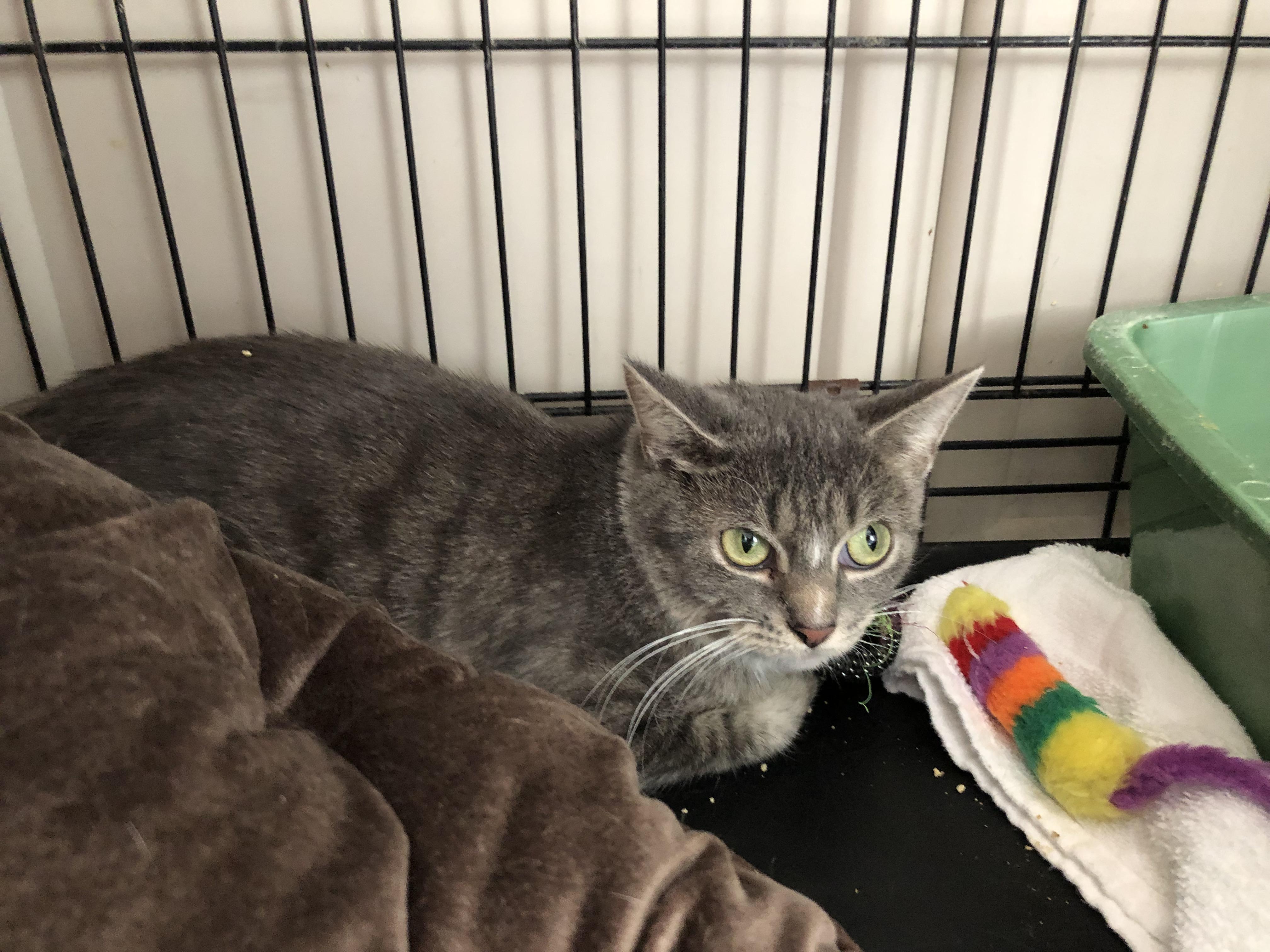 Enlarge Miss Nanny, a Adoptable Domestic Short Hair in Salisbury, MA image 3/5