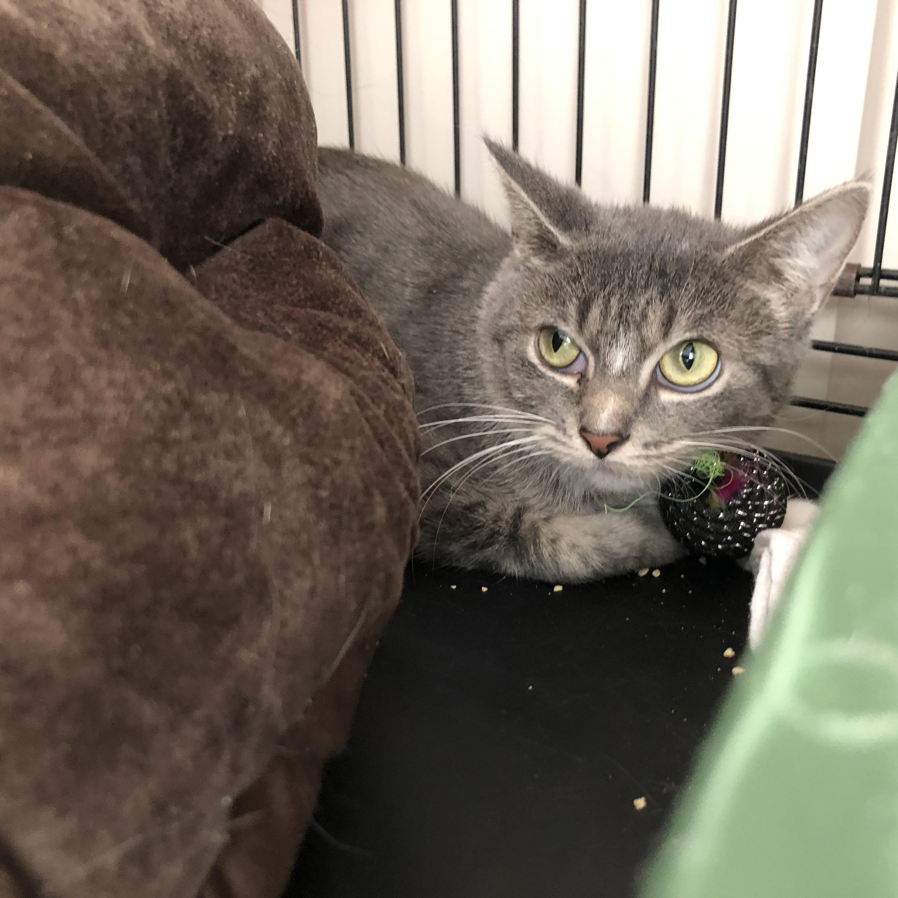 Enlarge Miss Nanny, a Adoptable Domestic Short Hair in Salisbury, MA image 1/5