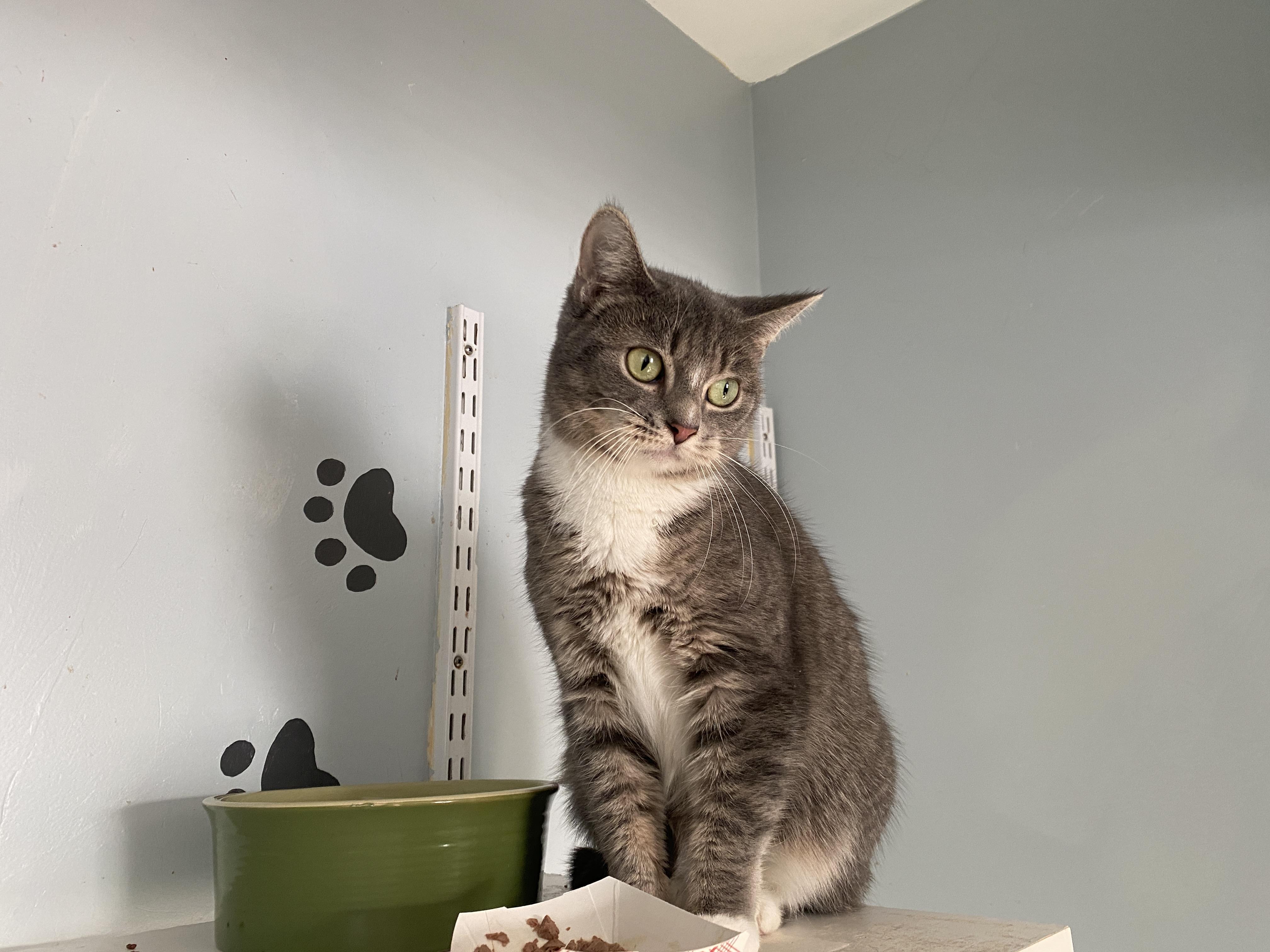 Miss Nanny, Adoptable, Adult Female Domestic Short Hair.