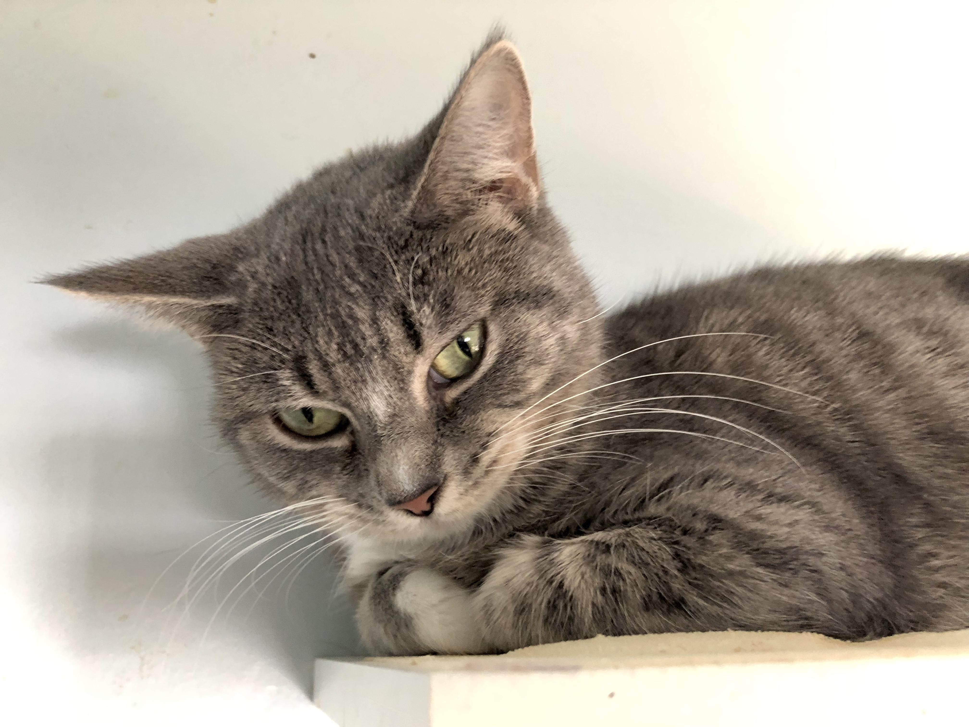 Enlarge Miss Nanny, a Adoptable Domestic Short Hair in Salisbury, MA image 5/6