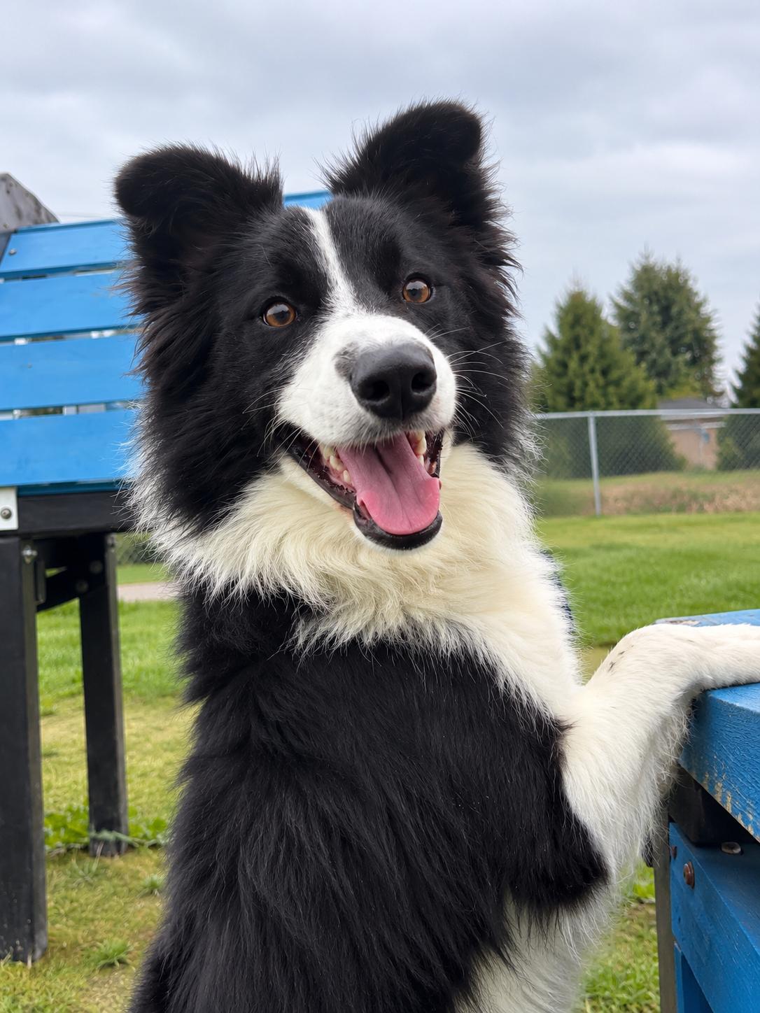 Enlarge Gonzo, a Adopted mixed breed in Wooster, OH image 1/1