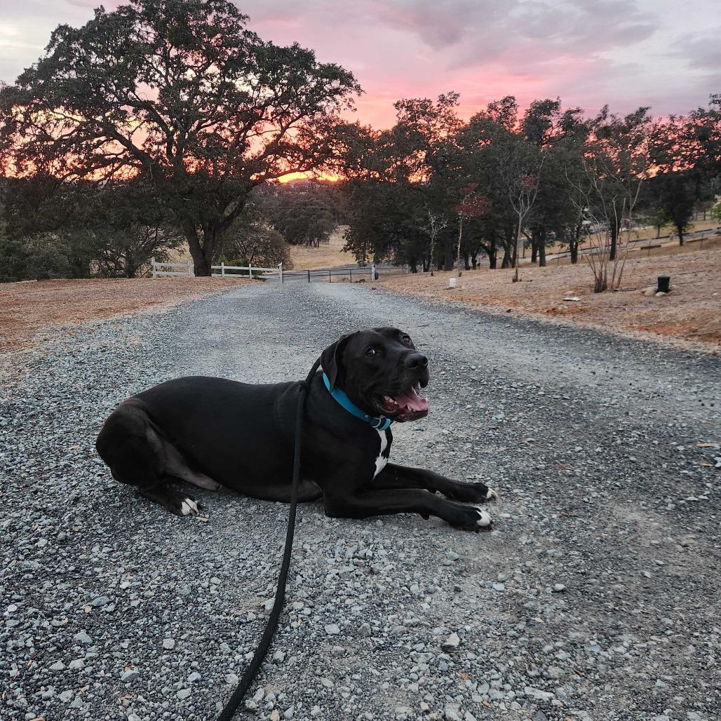 Tiki, Adoptable, Adult Male Cane Corso & Great Dane.
