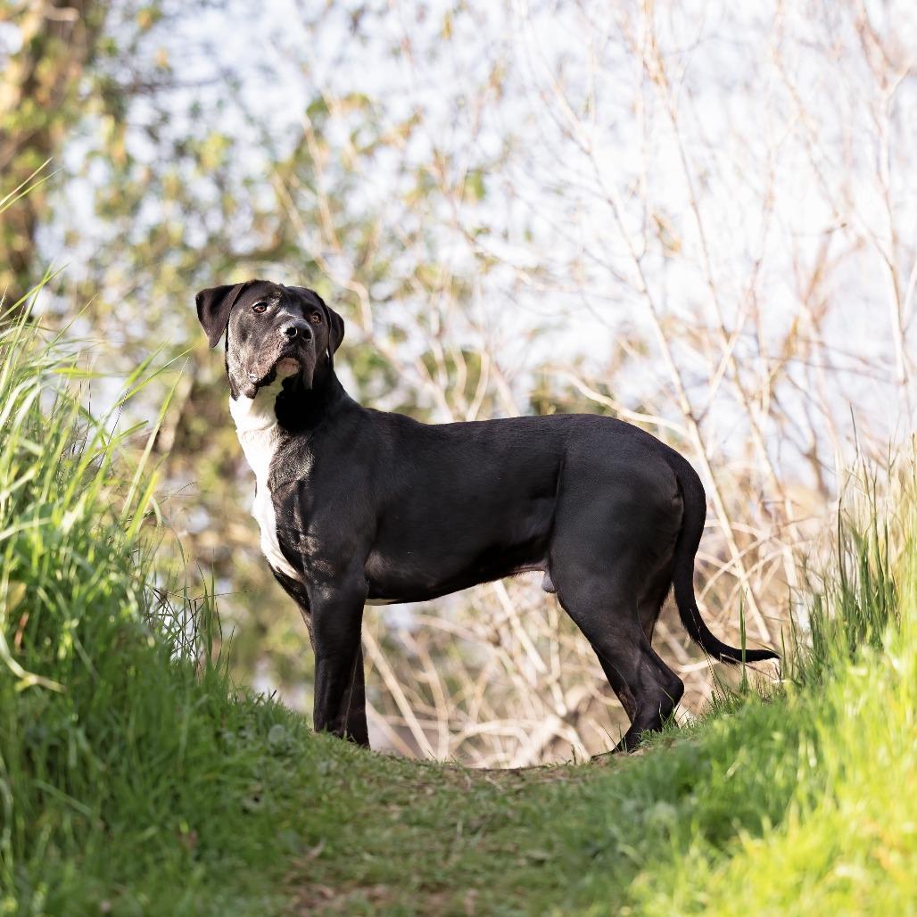 Tiki, Adoptable, Adult Male Cane Corso & Mixed Breed.