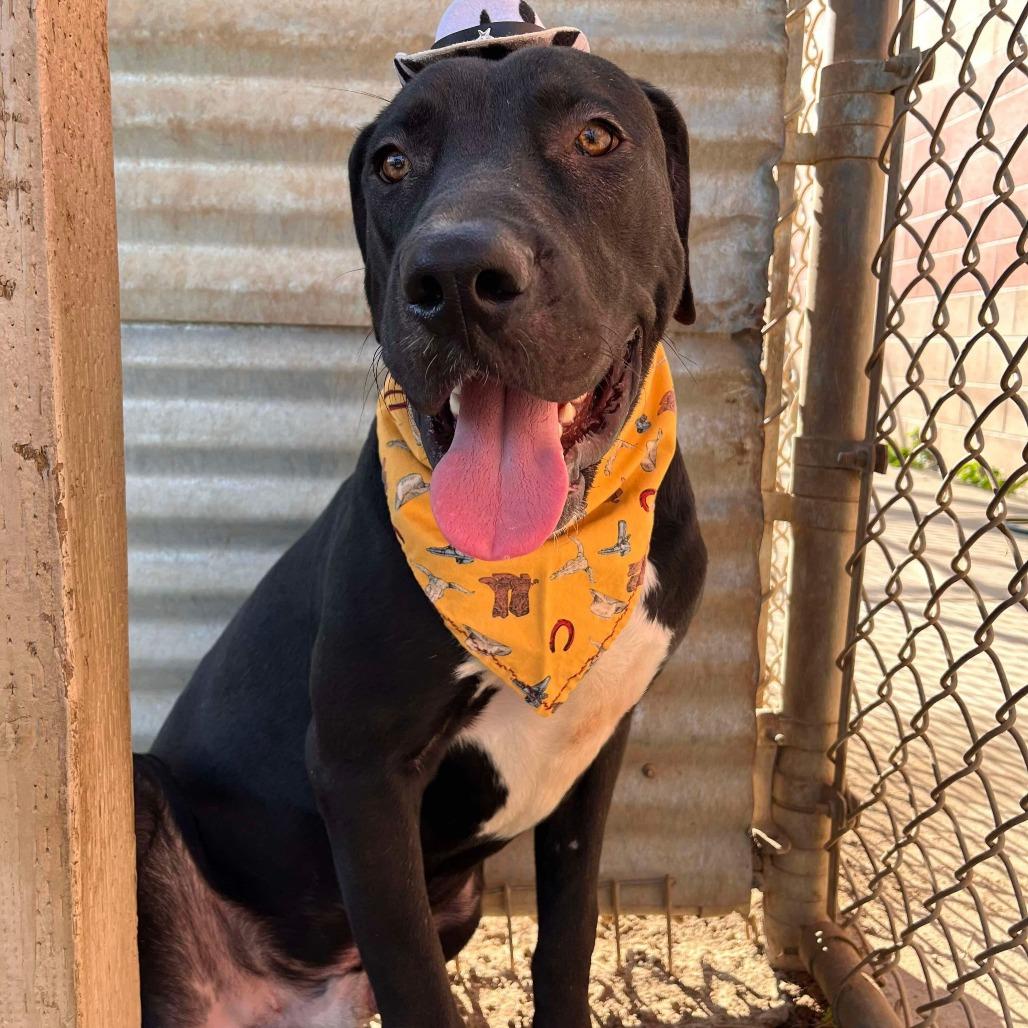 Enlarge Tiki, a Adoptable mixed breed in Turlock, CA image 2/6