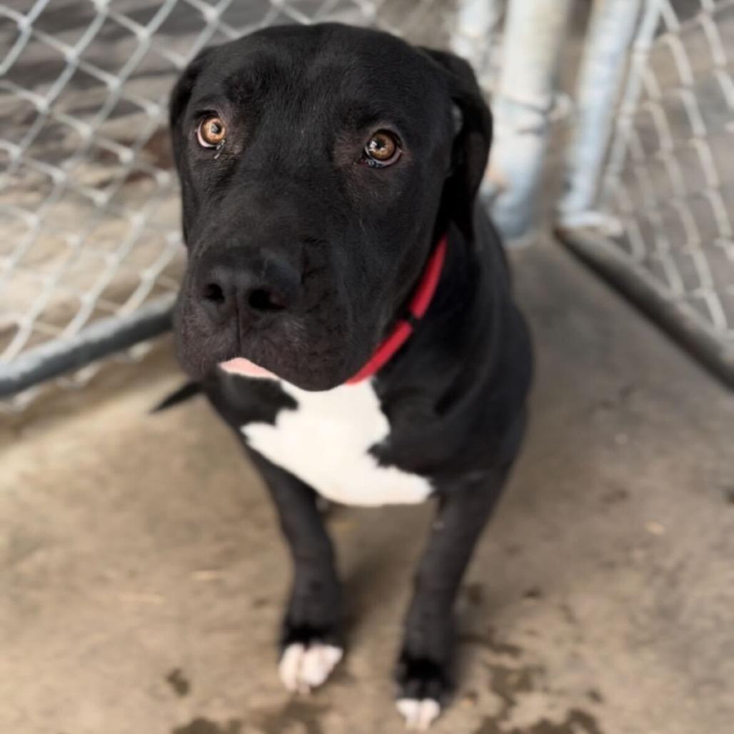 Enlarge Tiki, a Adoptable mixed breed in Turlock, CA image 3/6