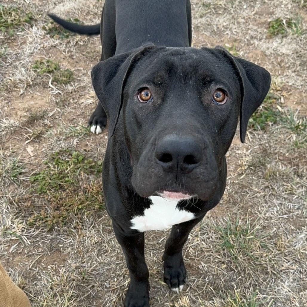 Enlarge Tiki, a Adoptable mixed breed in Turlock, CA image 4/6